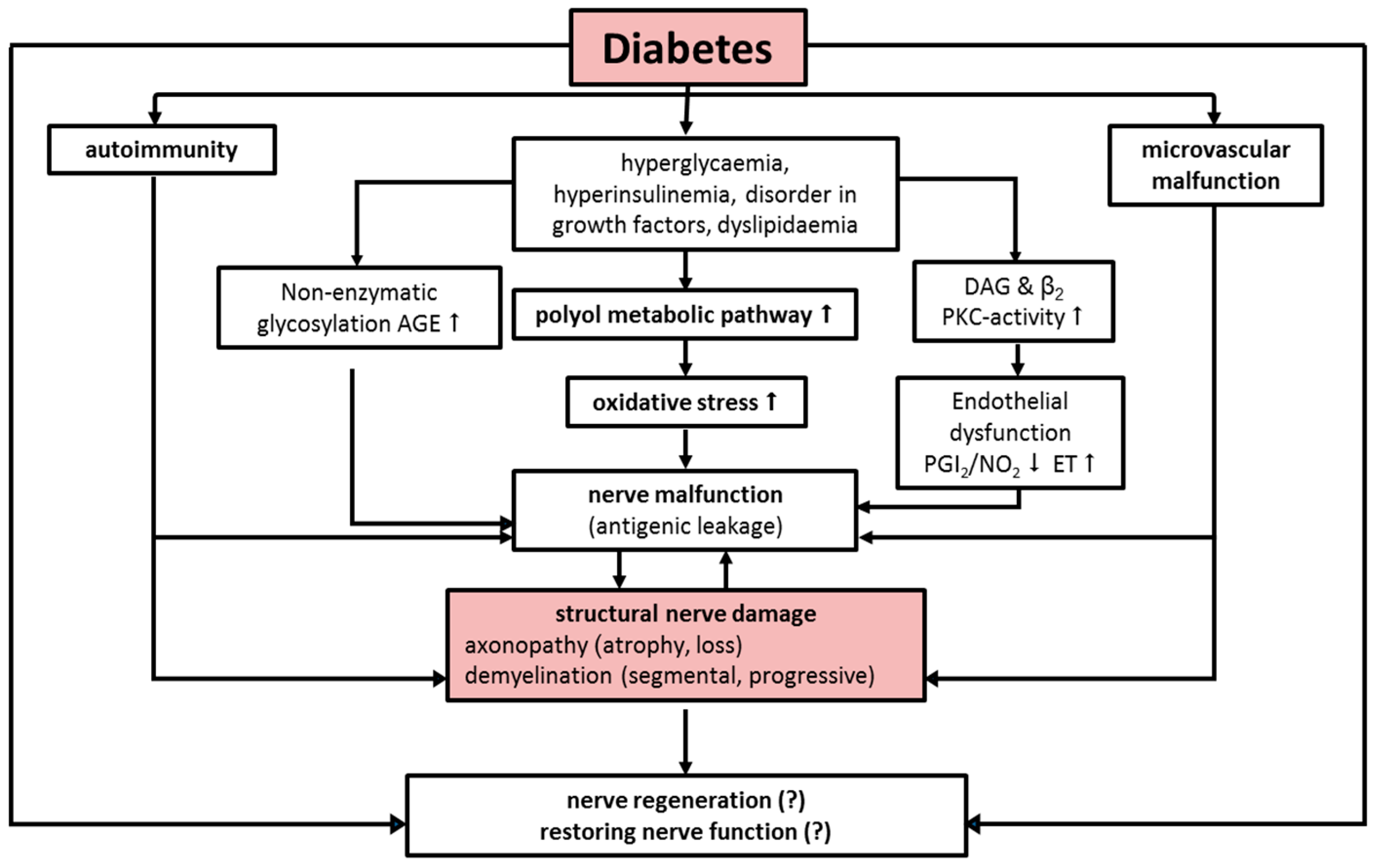 diabetes neuropathy pathophysiology