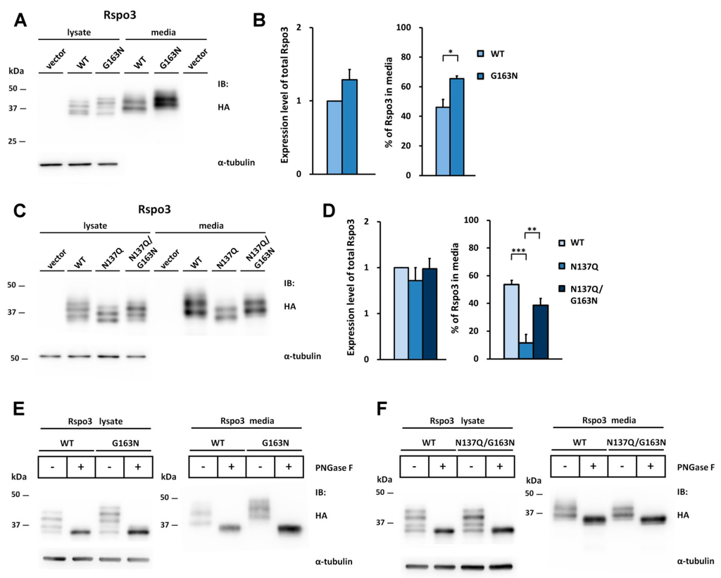 N-Glycosylation of Human R-Spondin 1 Is Required for Efficient