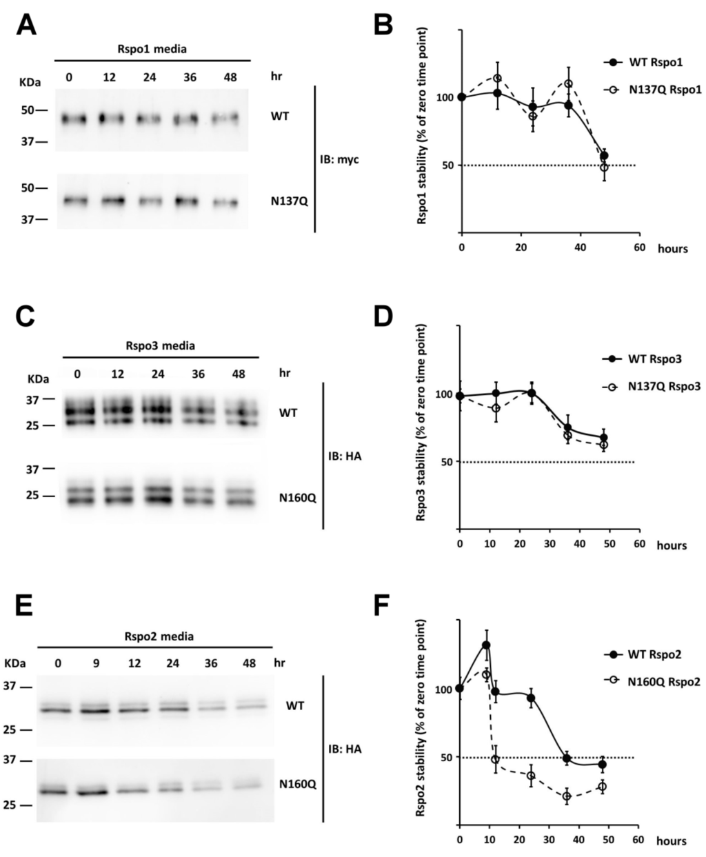 n・a・o A Metathesis Model for the Dehydrogenative Coupling of Amines with