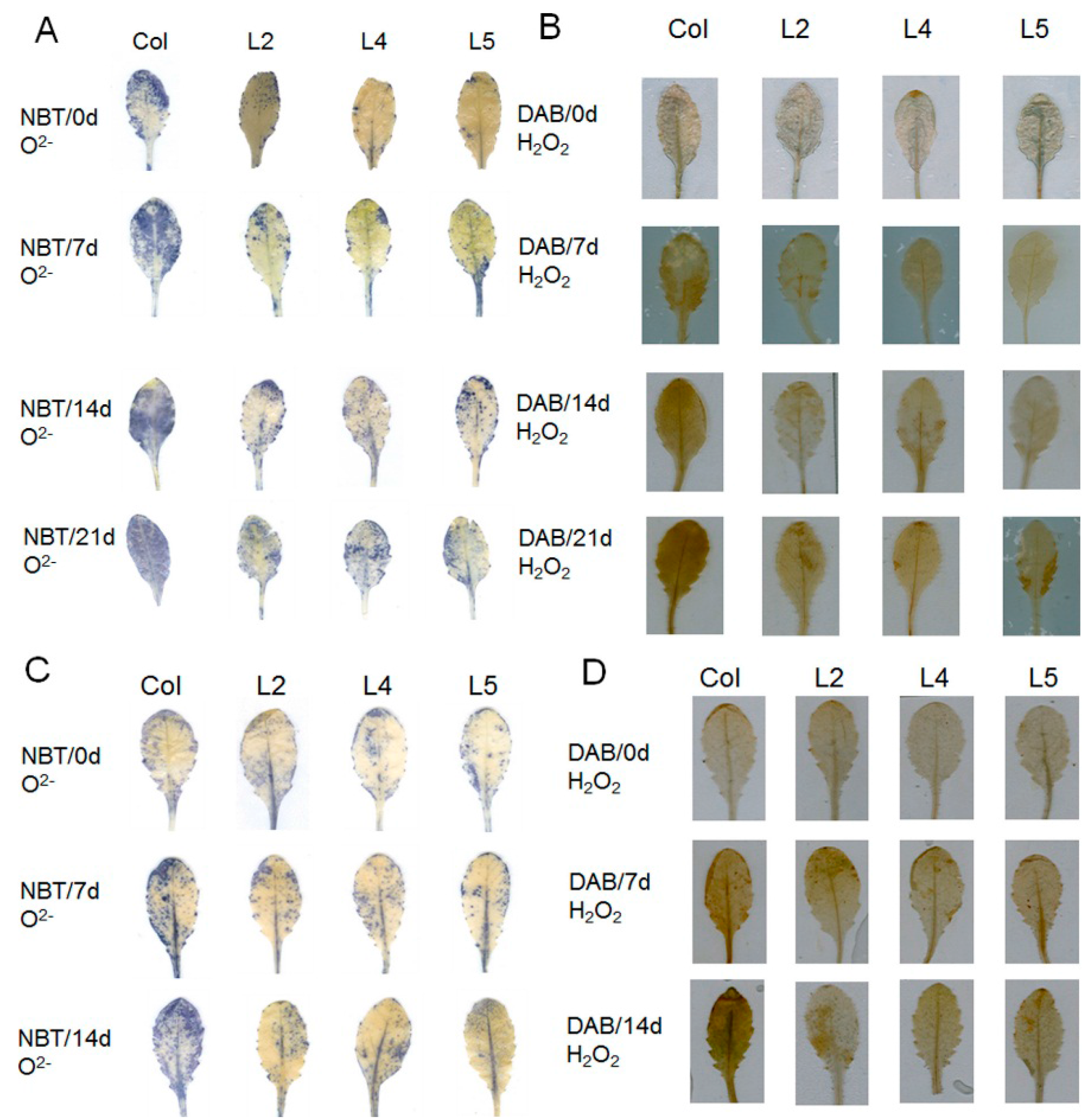 Ijms 17 00966 g006 1024