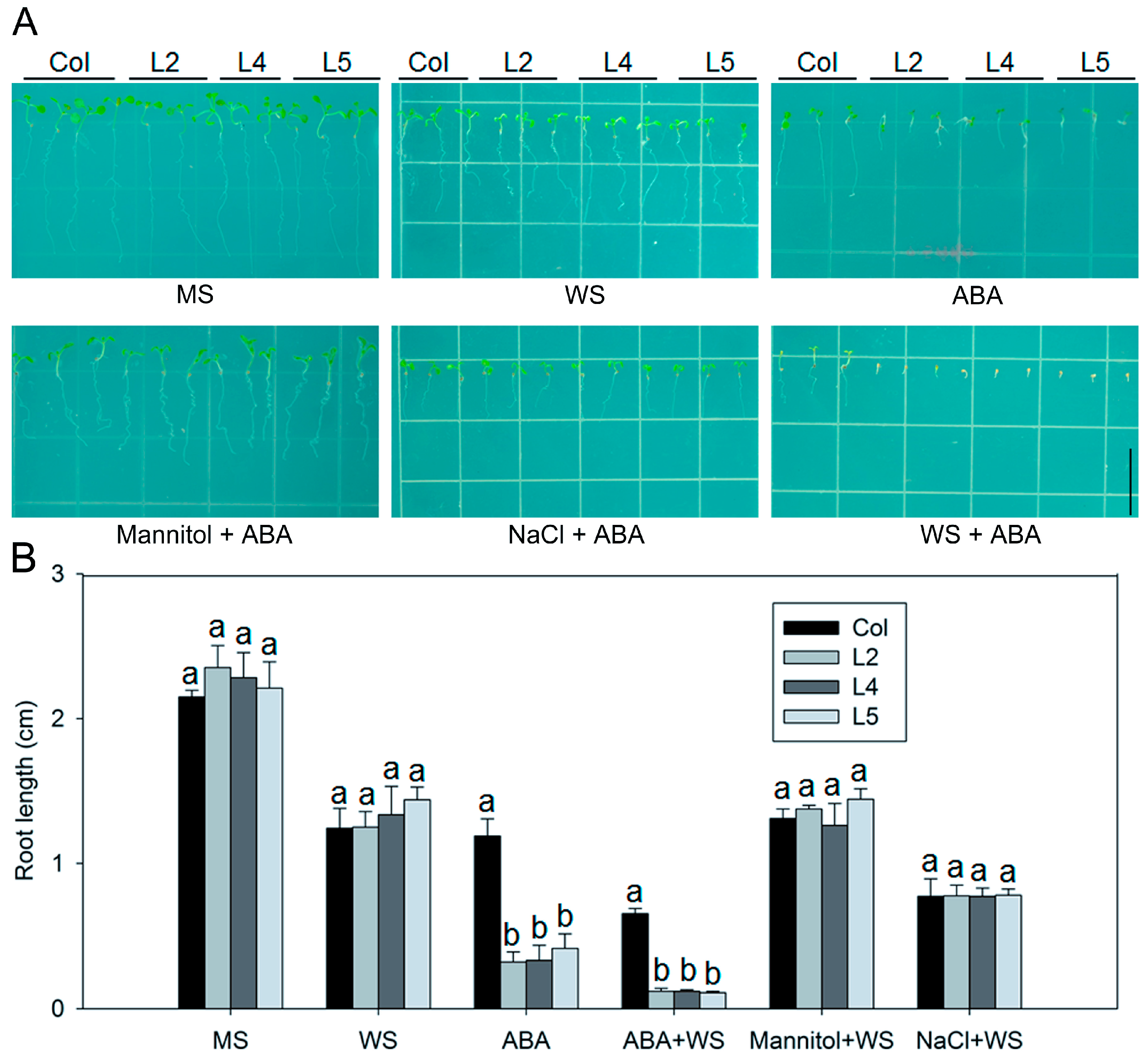 Ijms 17 00966 g007a 1024