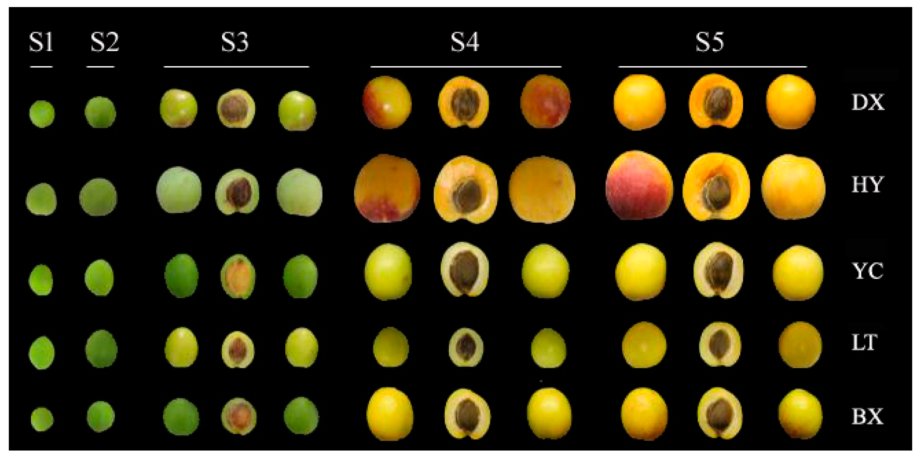 Ijms 17 00998 g001 1024