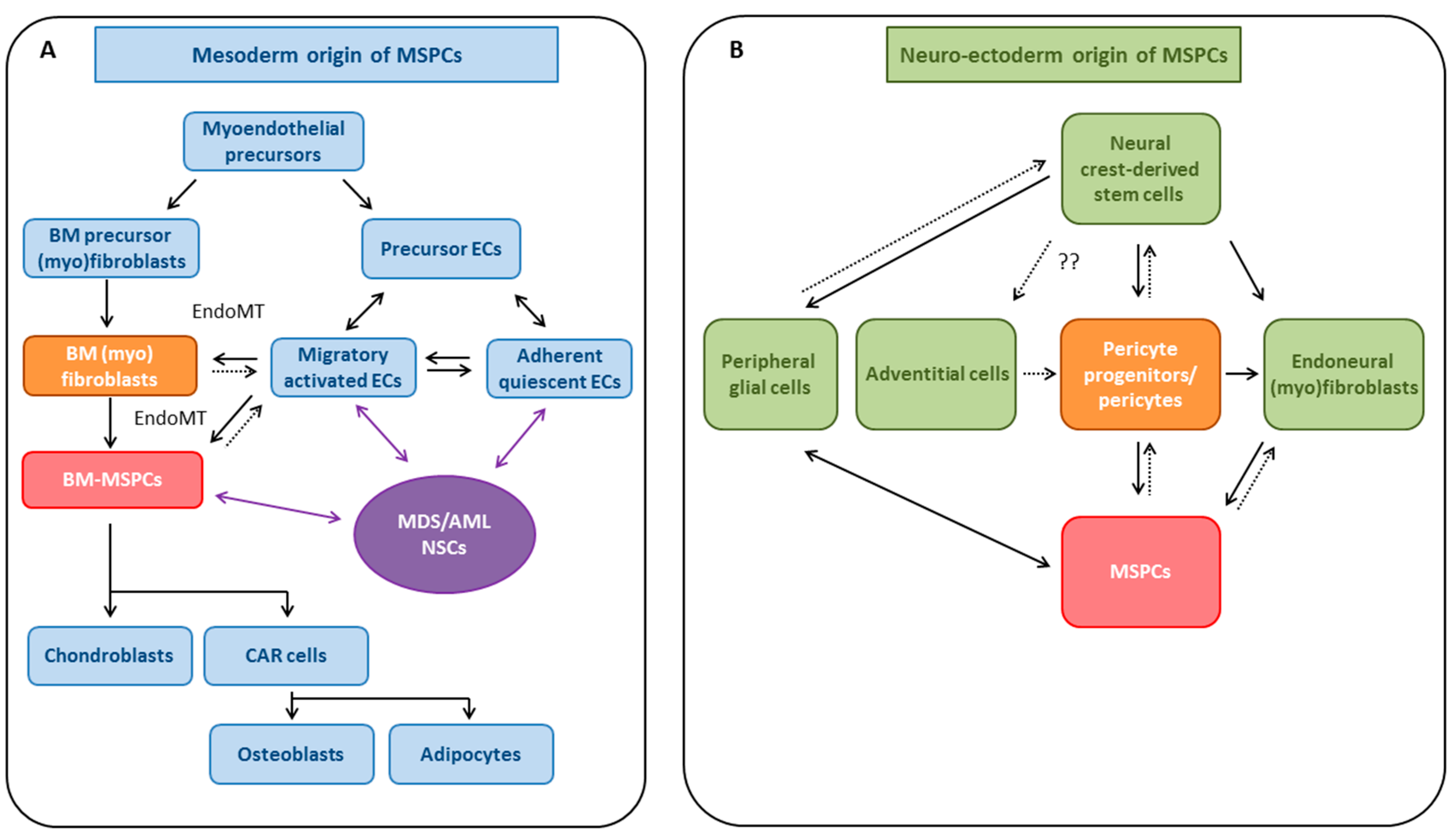 Mesenchymal Stem and Progenitor Cells in Normal and