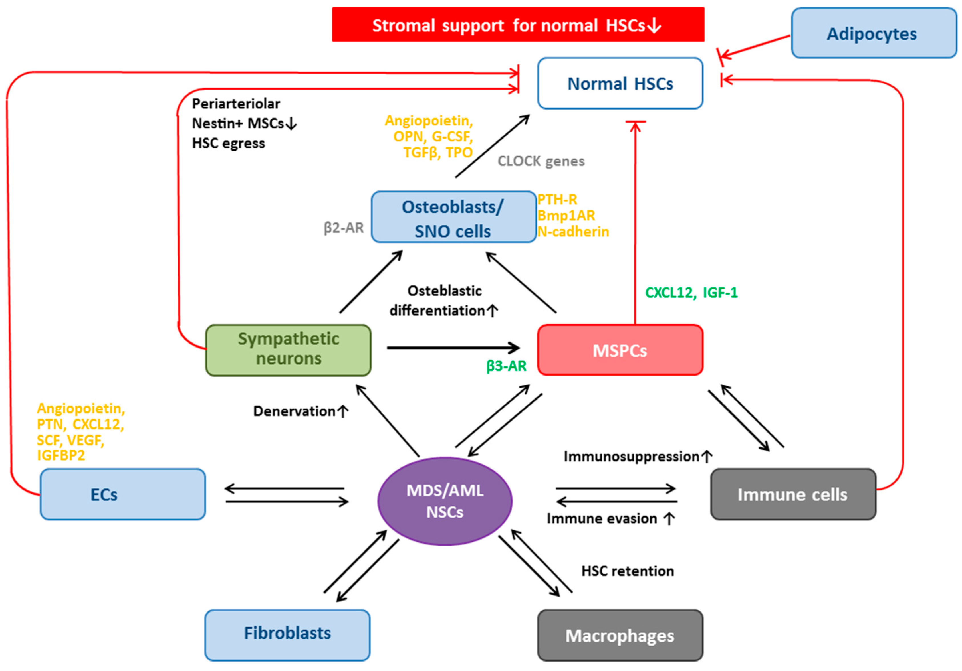 IJMS | Free Full-Text | Mesenchymal Stem and Progenitor Cells in 