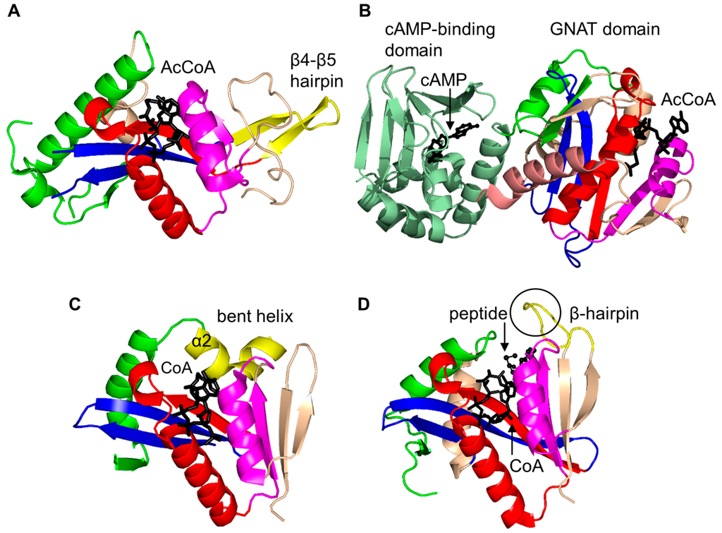 Ijms Free Full Text Structure And Functional Diversity Of Gcn5 Related N Acetyltransferases Gnat Html