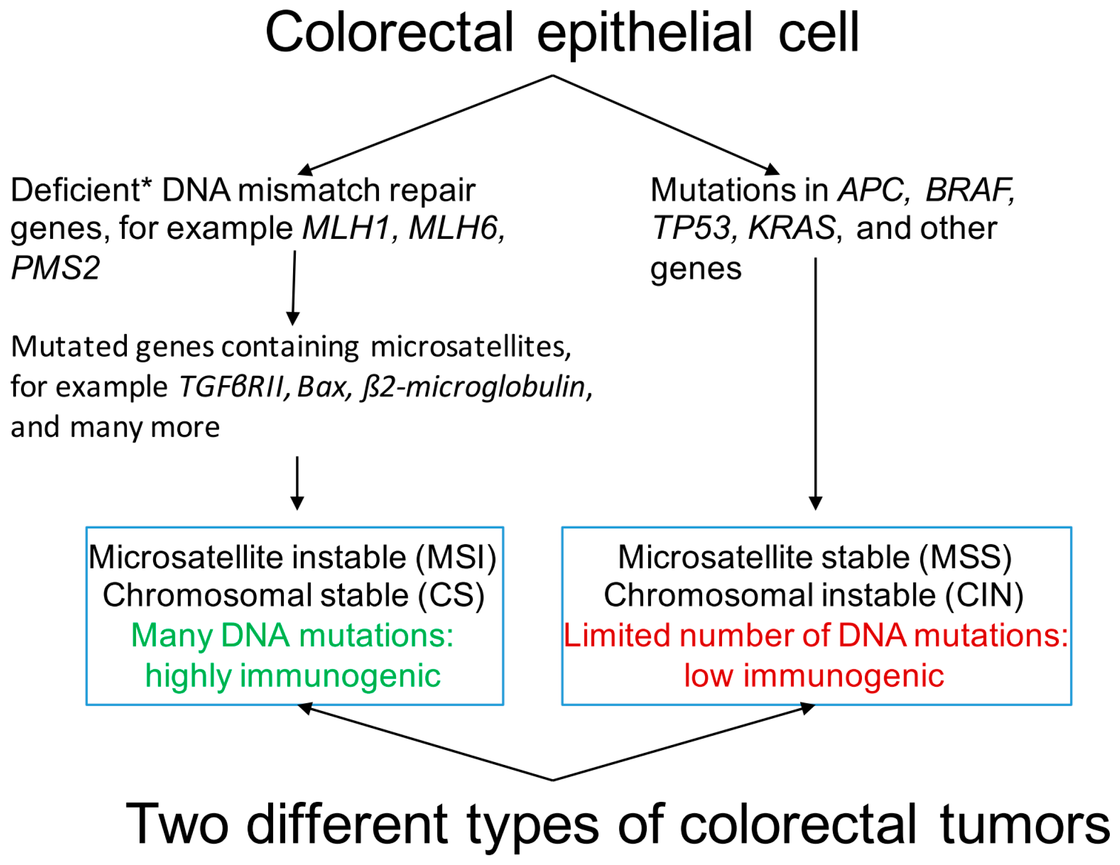 cancer colon mss