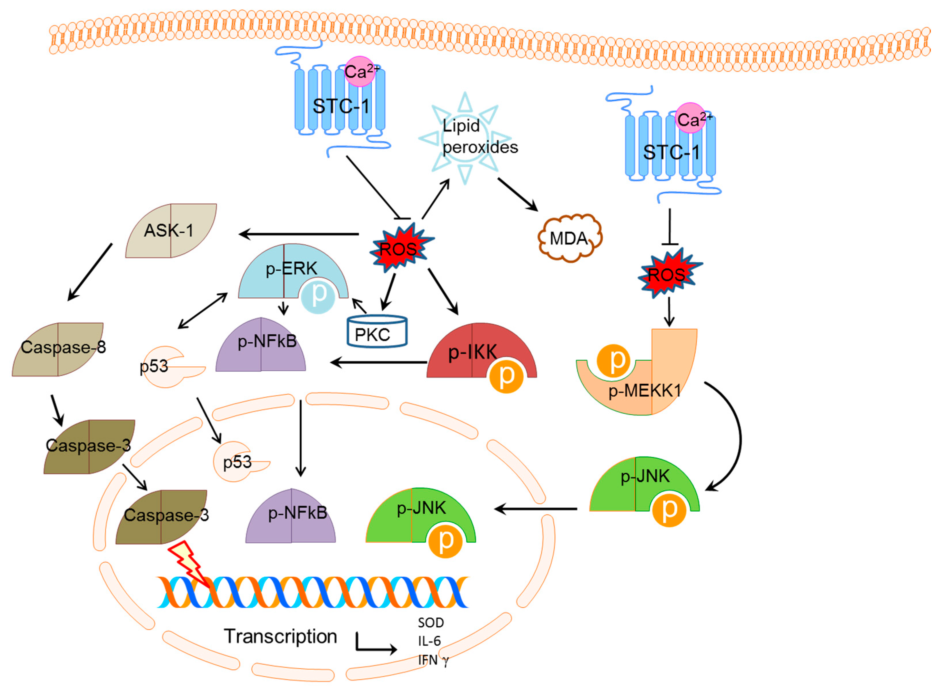 Ijms 17 01051 g006 1024