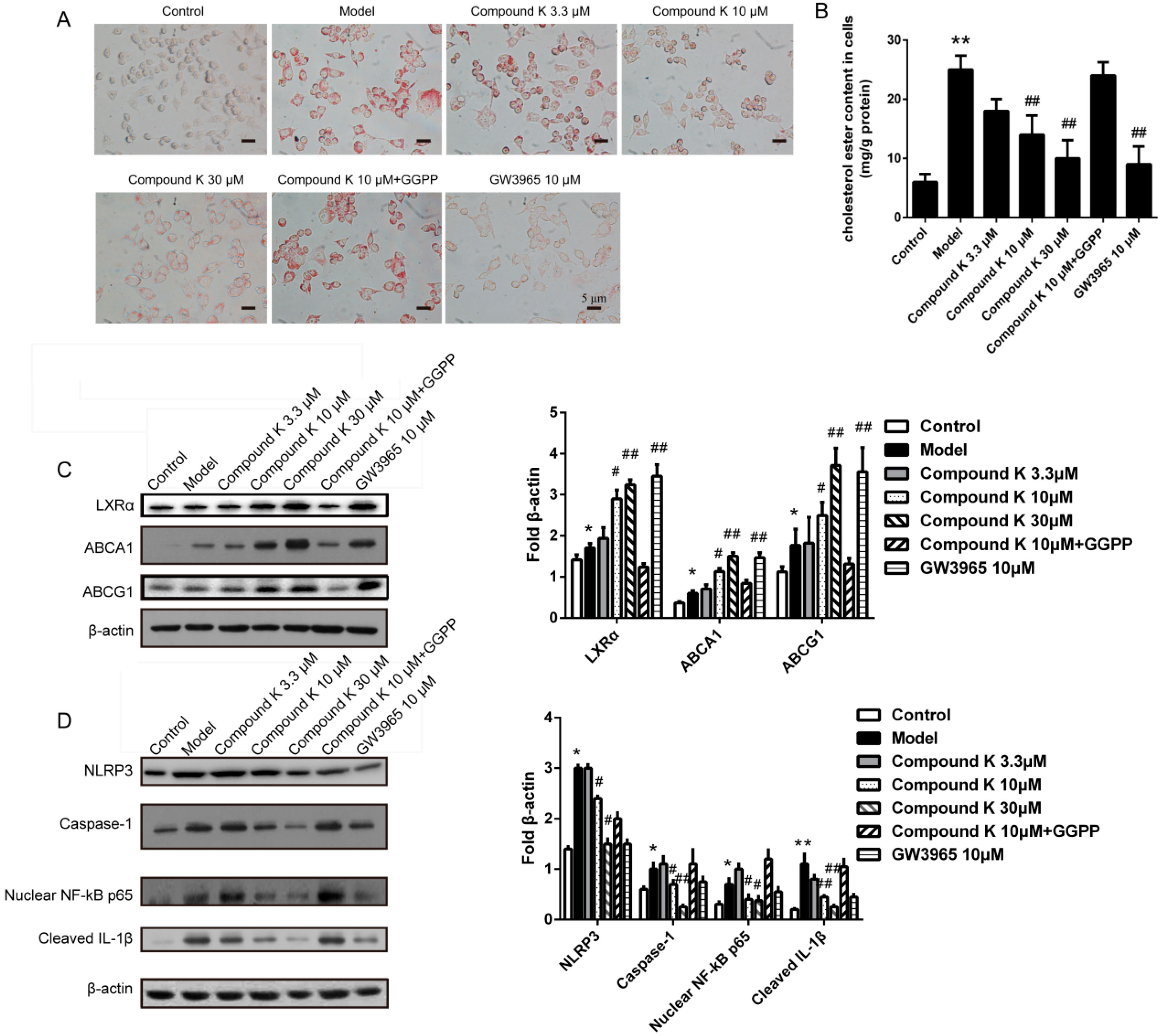 Ijms 17 01054 g005 1024