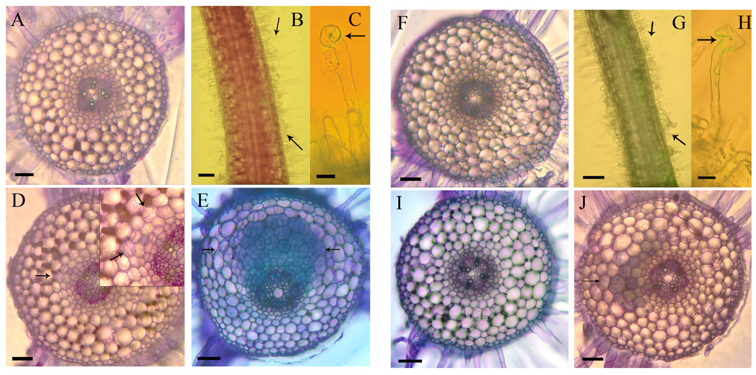 Ijms 17 01060 g002 1024