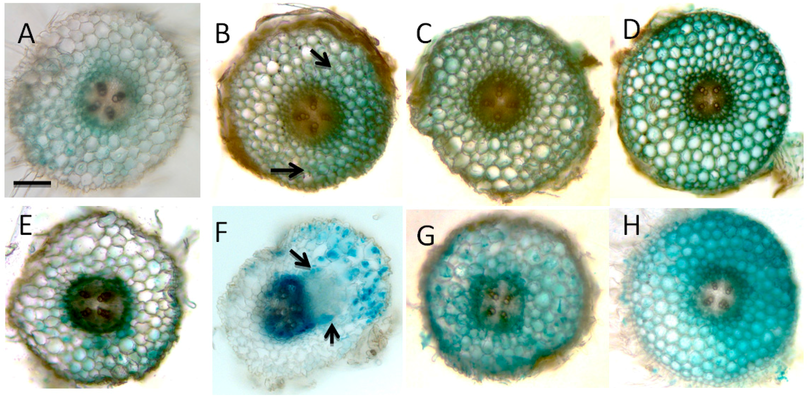 Ijms 17 01060 g004 1024