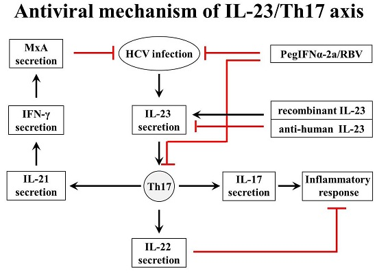 Ijms Free Full Text Involvement Of The Interleukin 23 Interleukin 17 Axis In Chronic Hepatitis C Virus Infection And Its Treatment Responses Html