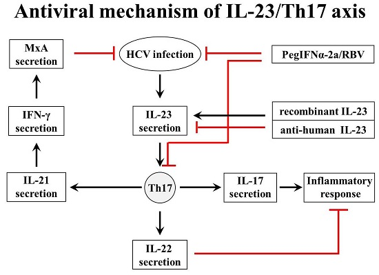 Ijms Free Full Text Involvement Of The Interleukin 23 Interleukin 17 Axis In Chronic Hepatitis C Virus Infection And Its Treatment Responses Html Ijms Free Full Text Involvement Of The Interleukin 23 Interleukin 17 Axis In Chronic Hepatitis C Virus Infection And Its Treatment Responses Html