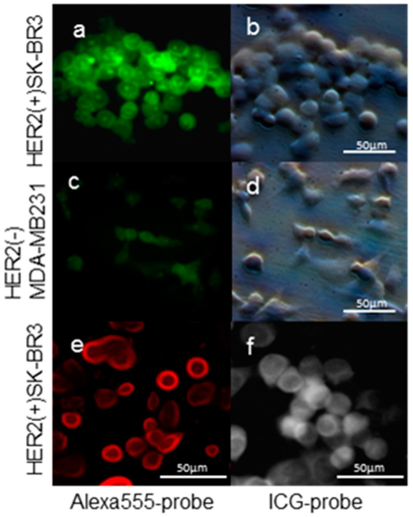 Ijms 17 01086 g002 1024