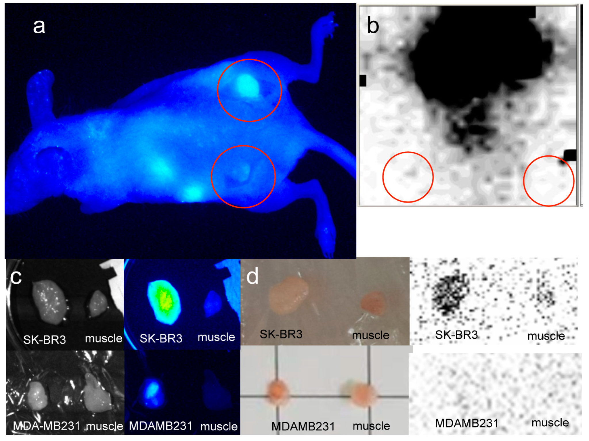 Ijms 17 01086 g007a 1024