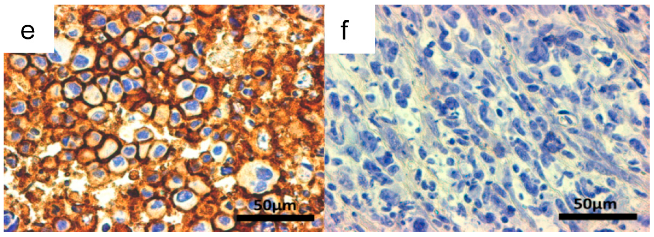 Ijms 17 01086 g007b 1024