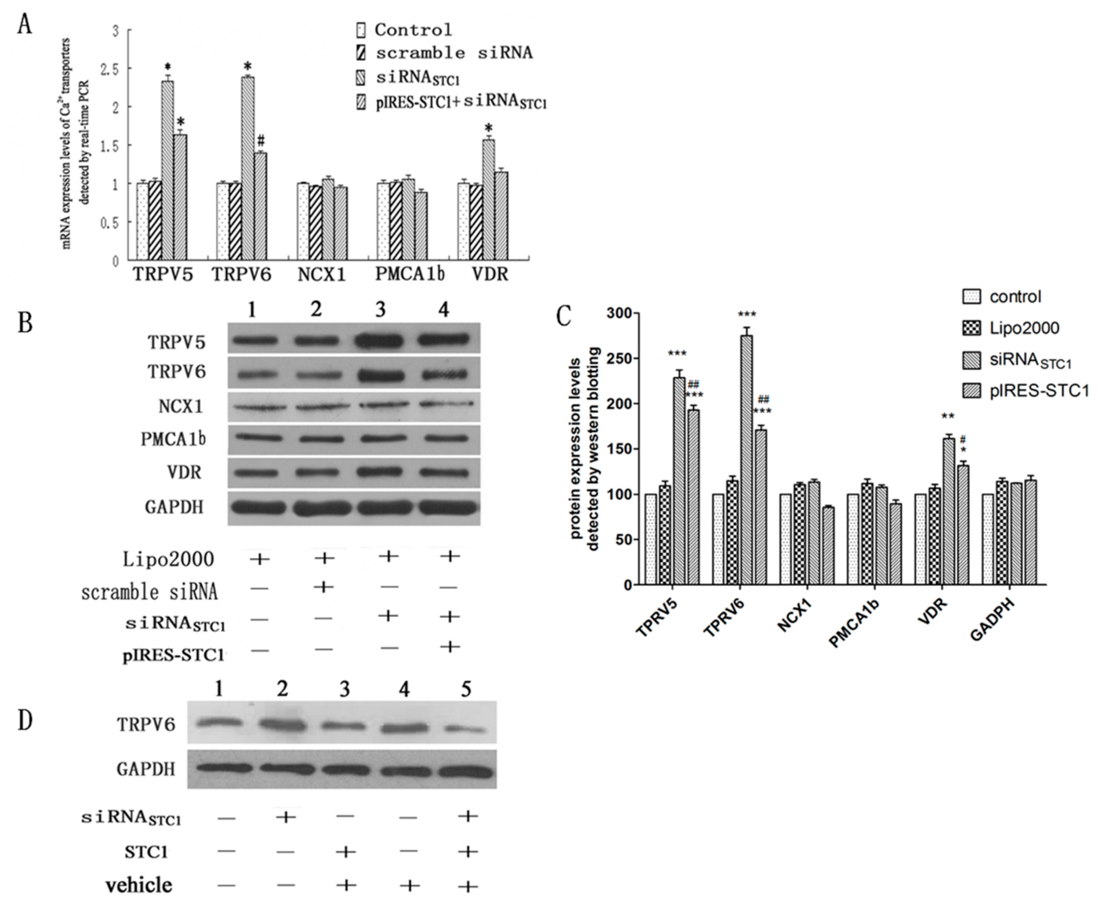 Ijms 17 01095 g003 1024