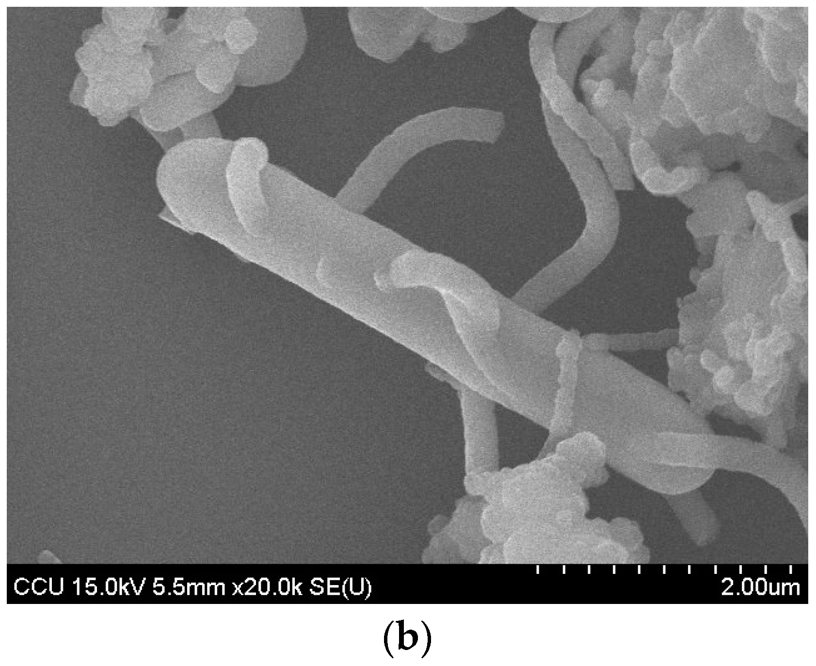 Ijms 17 01104 g010b 1024