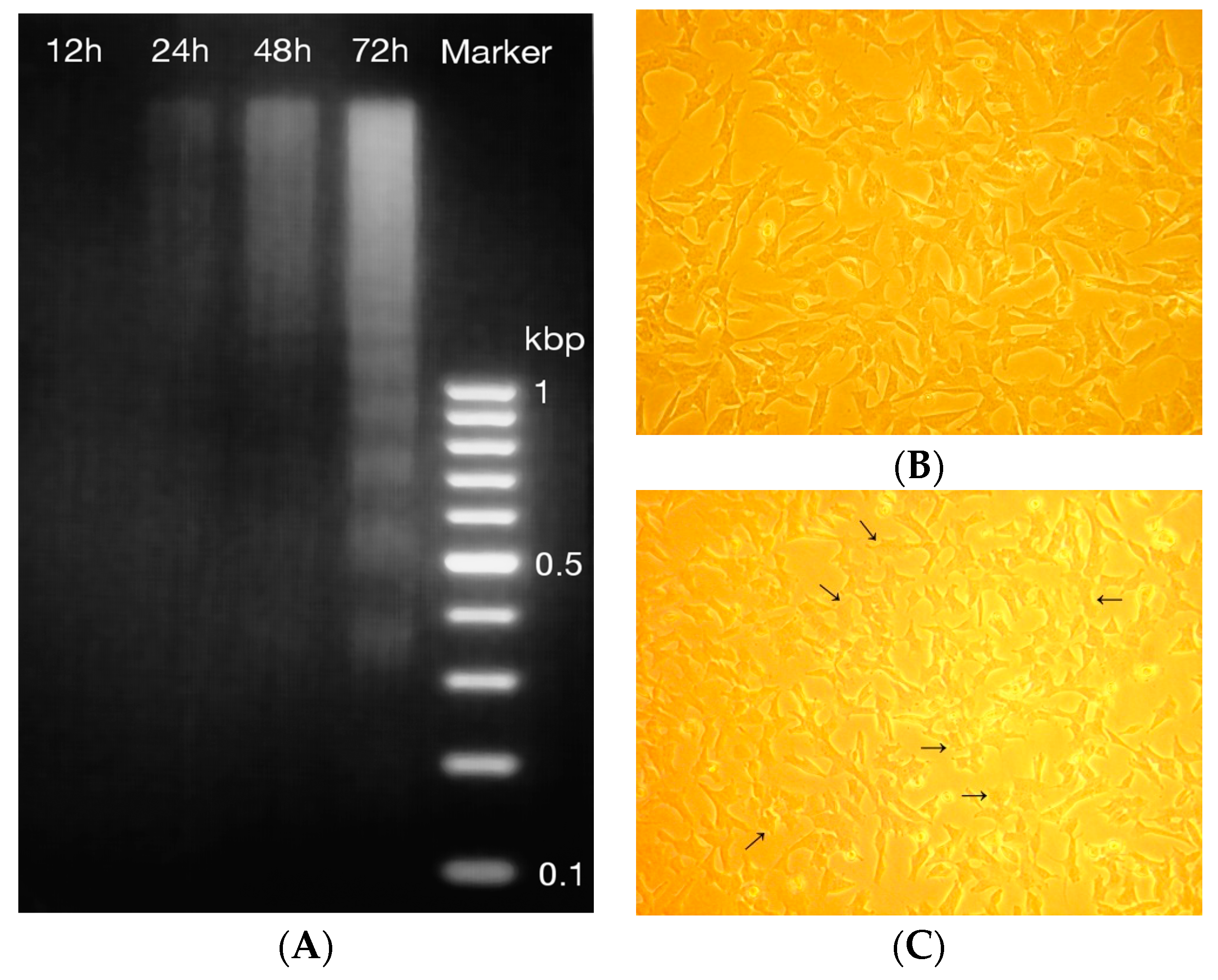 Ijms 17 01113 g003