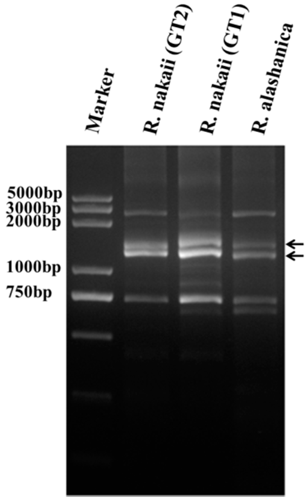 Ijms 17 01115 g002 1024