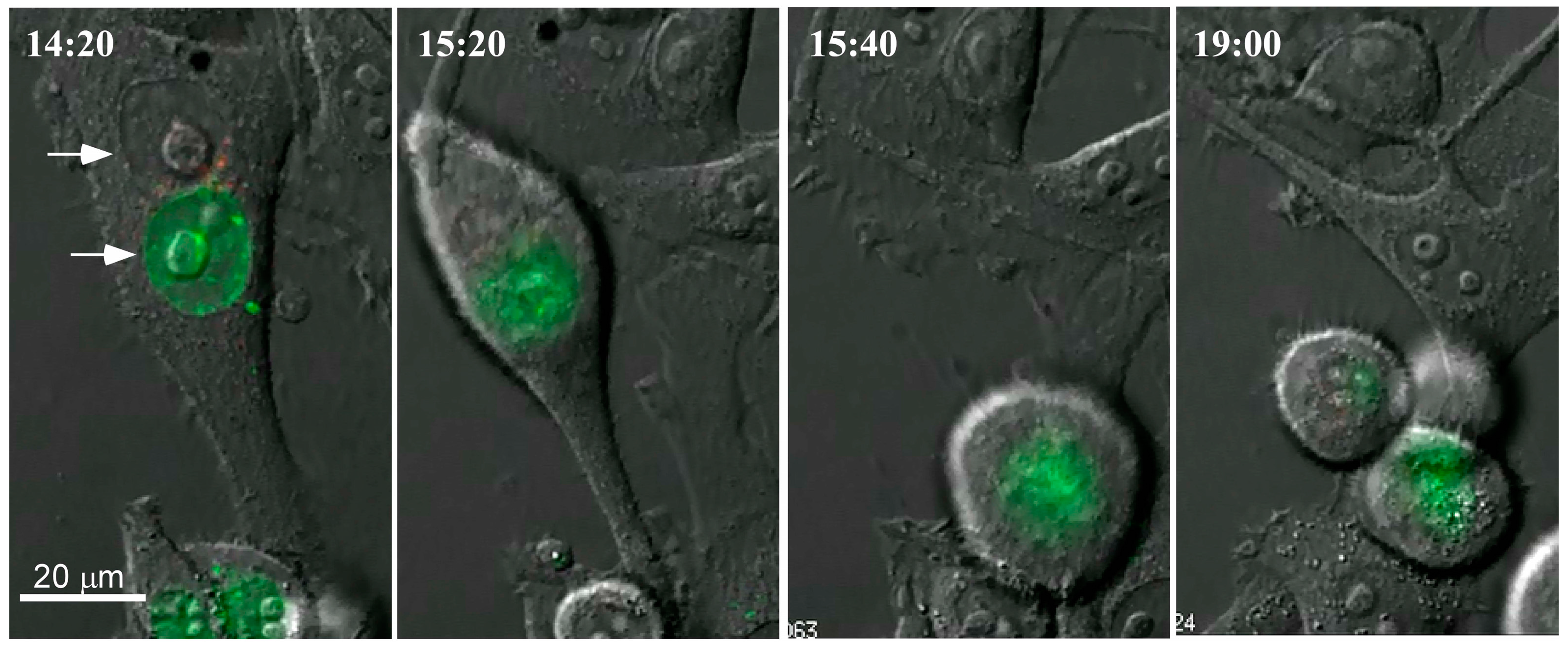 Ijms 17 01118 g001 1024