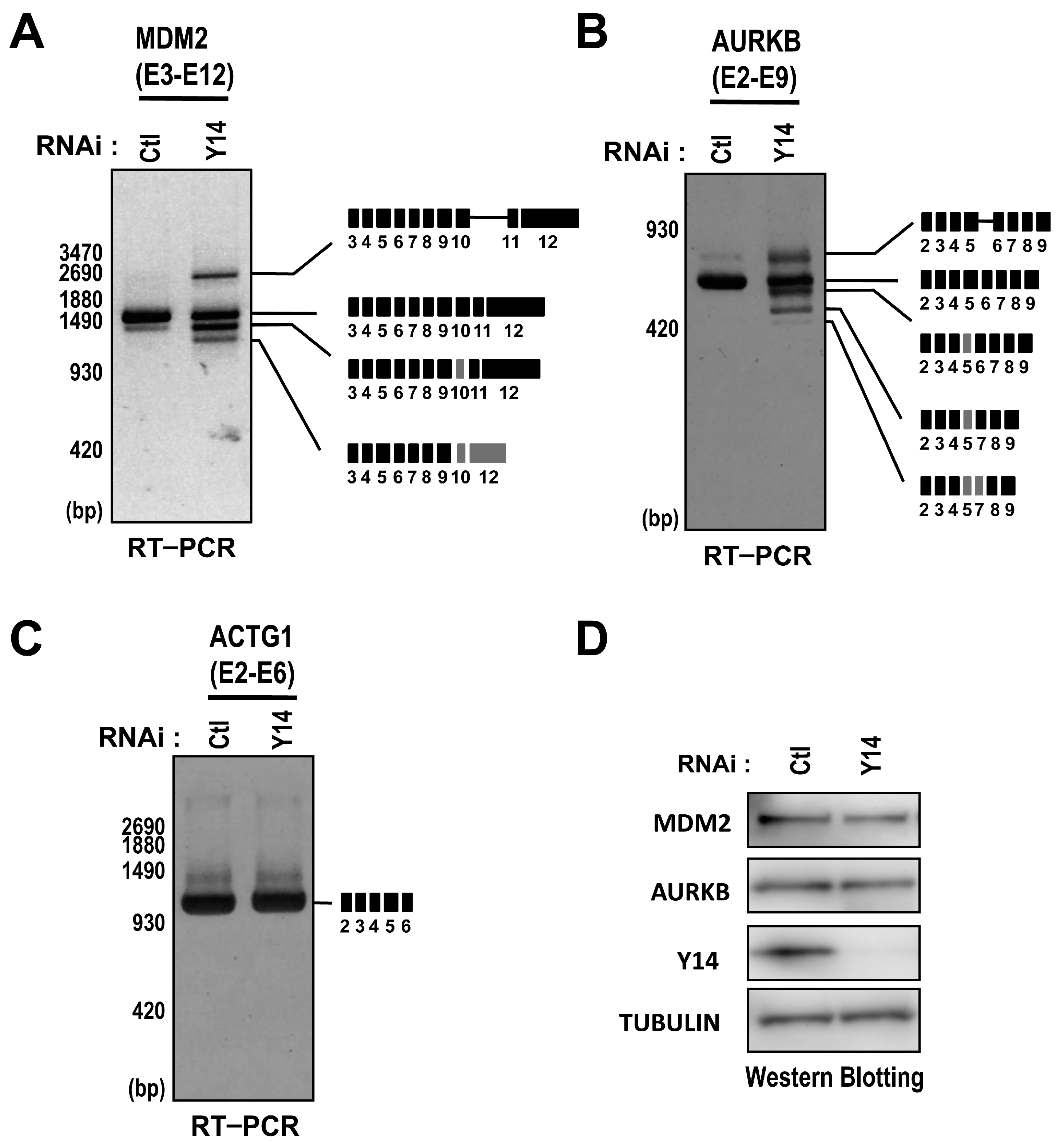 Ijms 17 01153 g002 1024