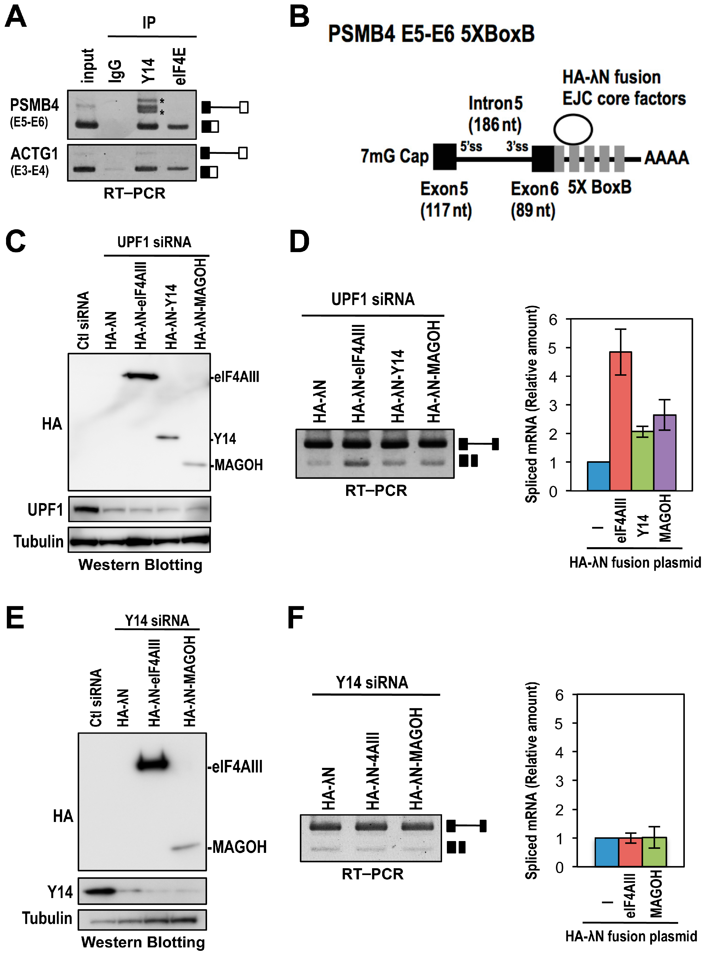 Ijms 17 01153 g004 1024