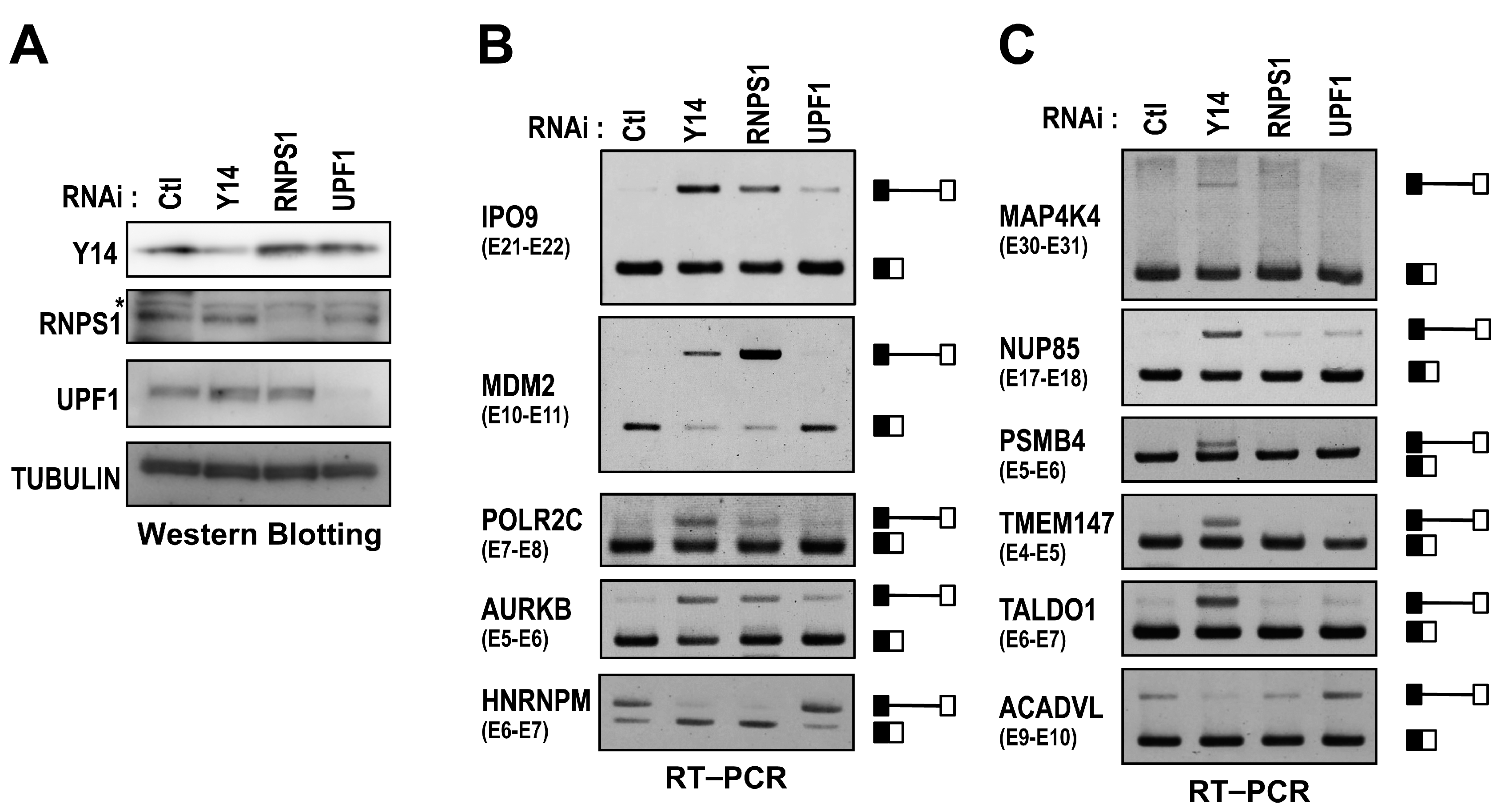 Ijms 17 01153 g005 1024