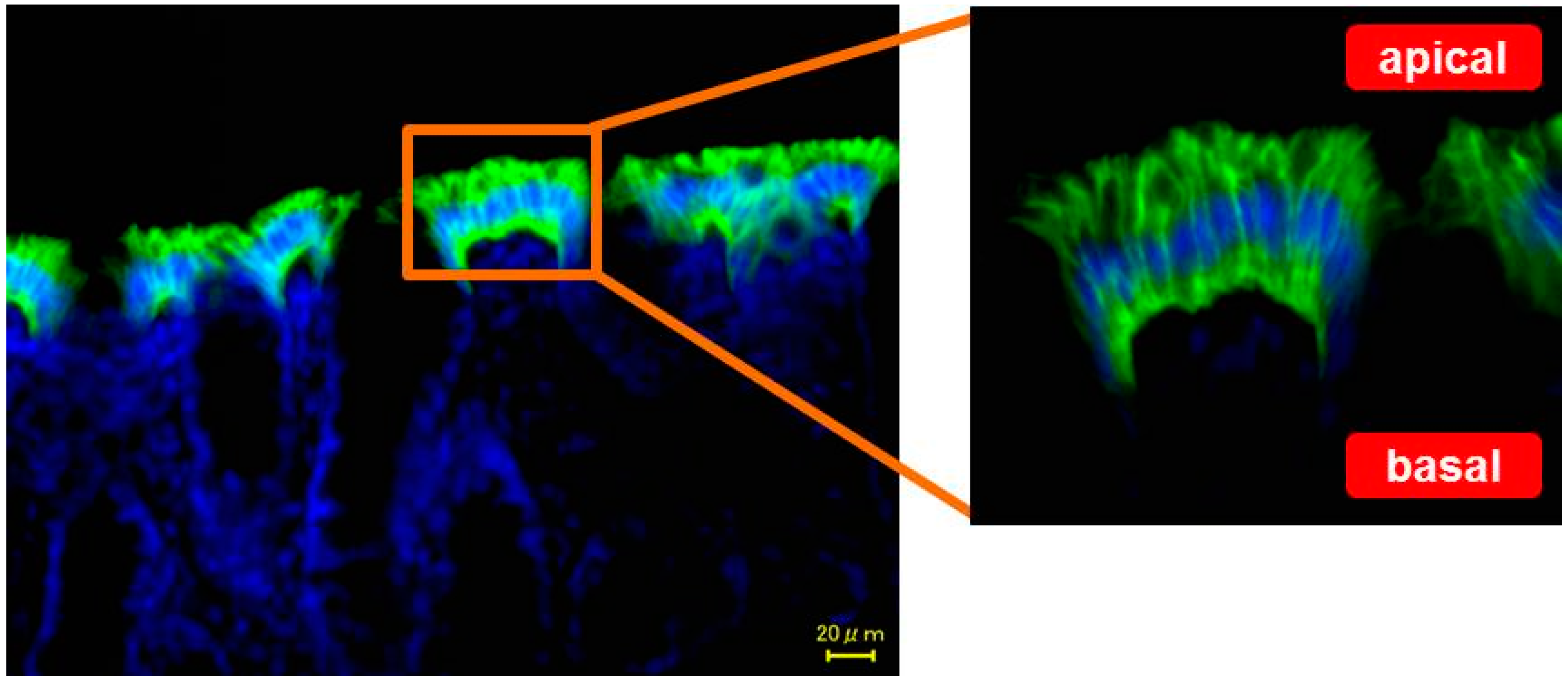 Ijms 17 01172 g001 1024