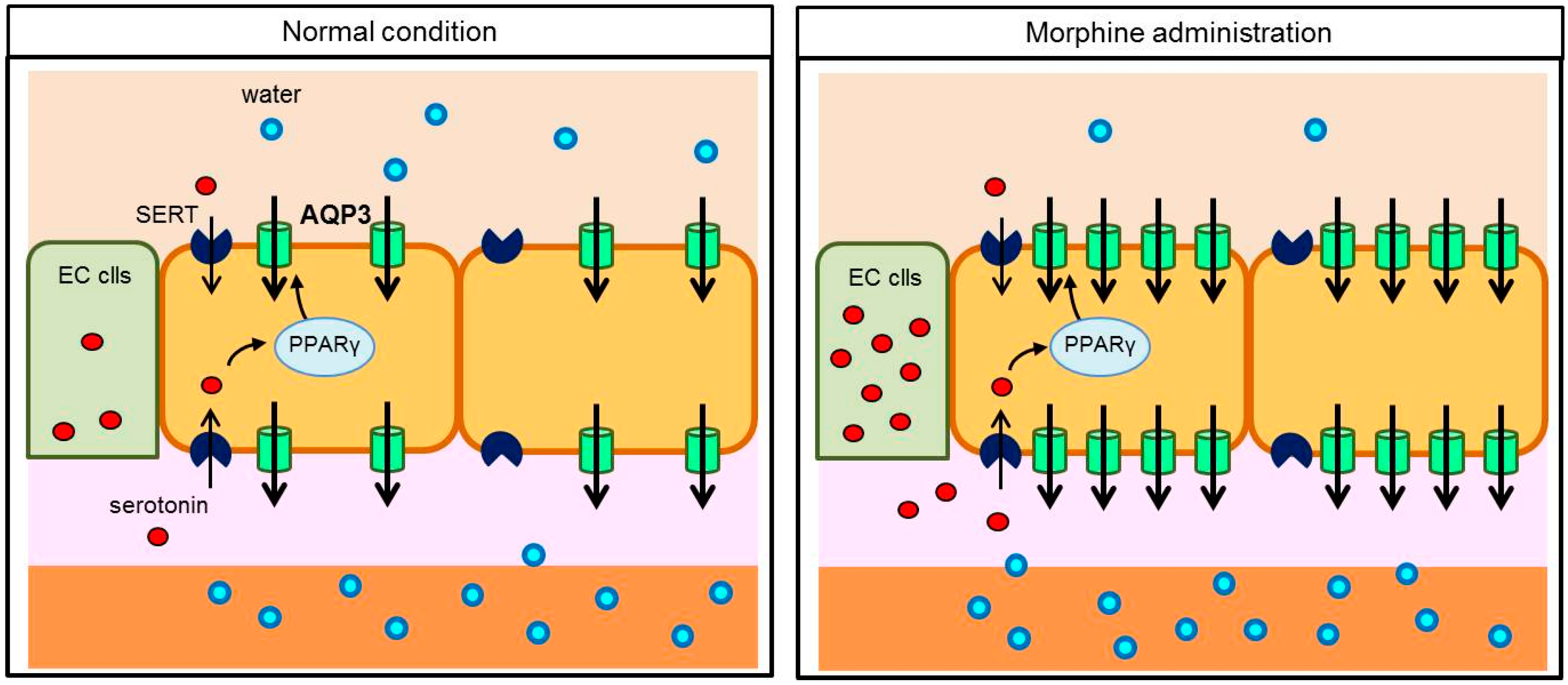 Ijms 17 01172 g005 1024