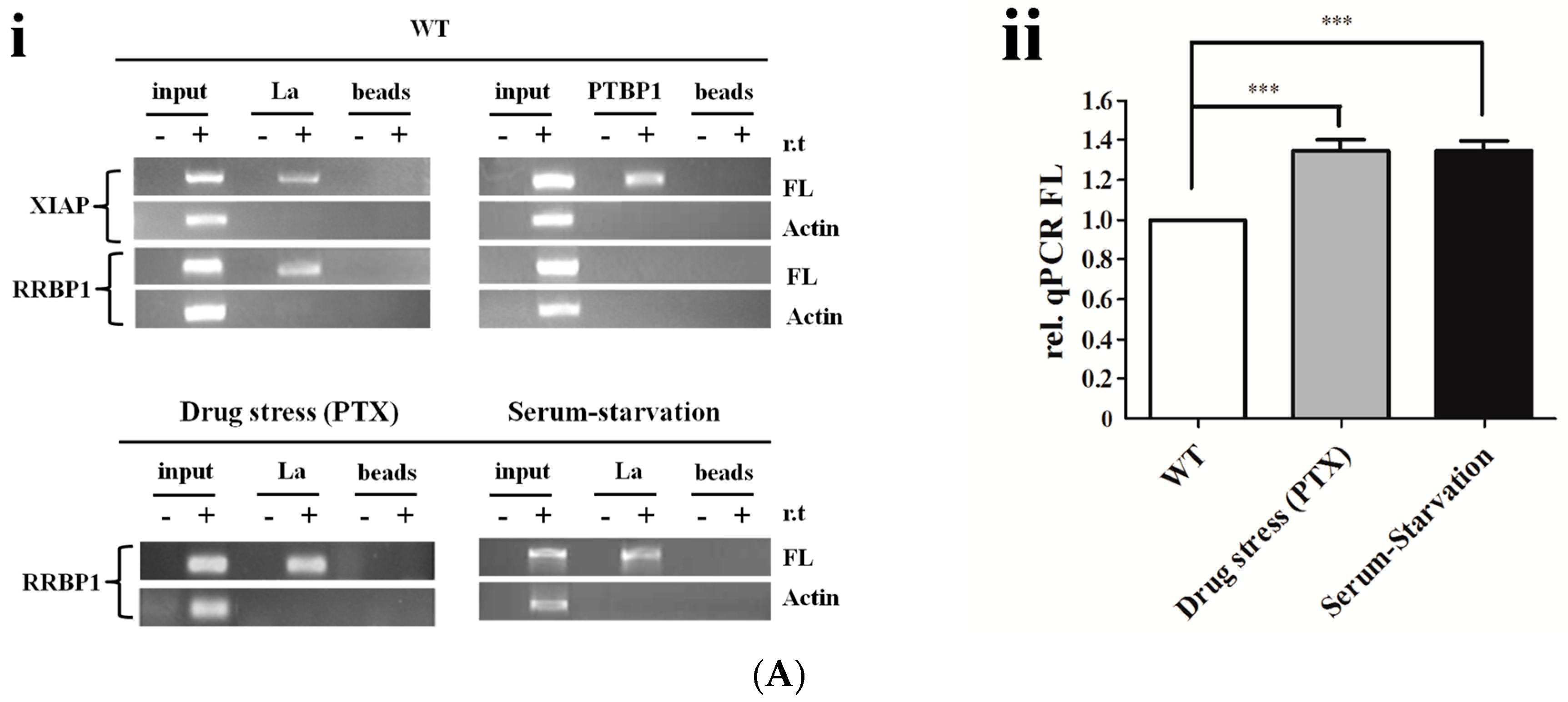 Ijms 17 01174 g004a 1024
