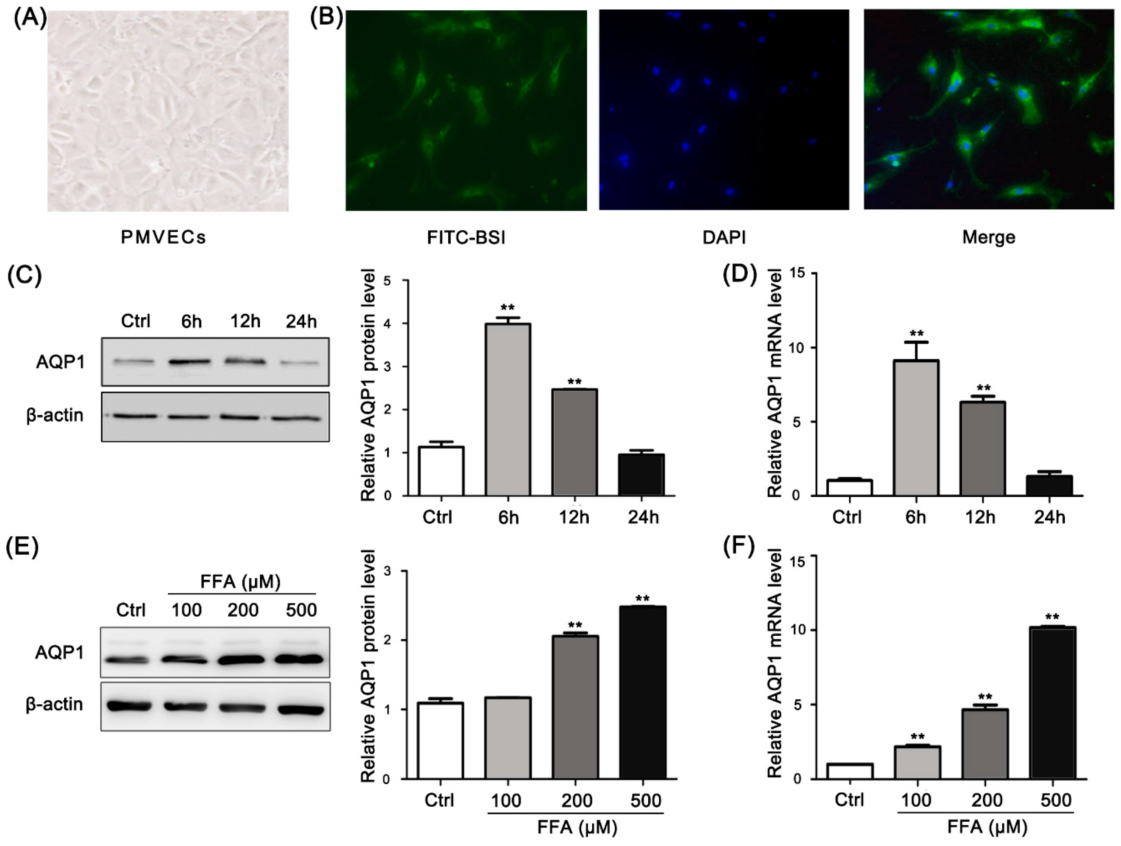 Ijms 17 01183 g003 1024