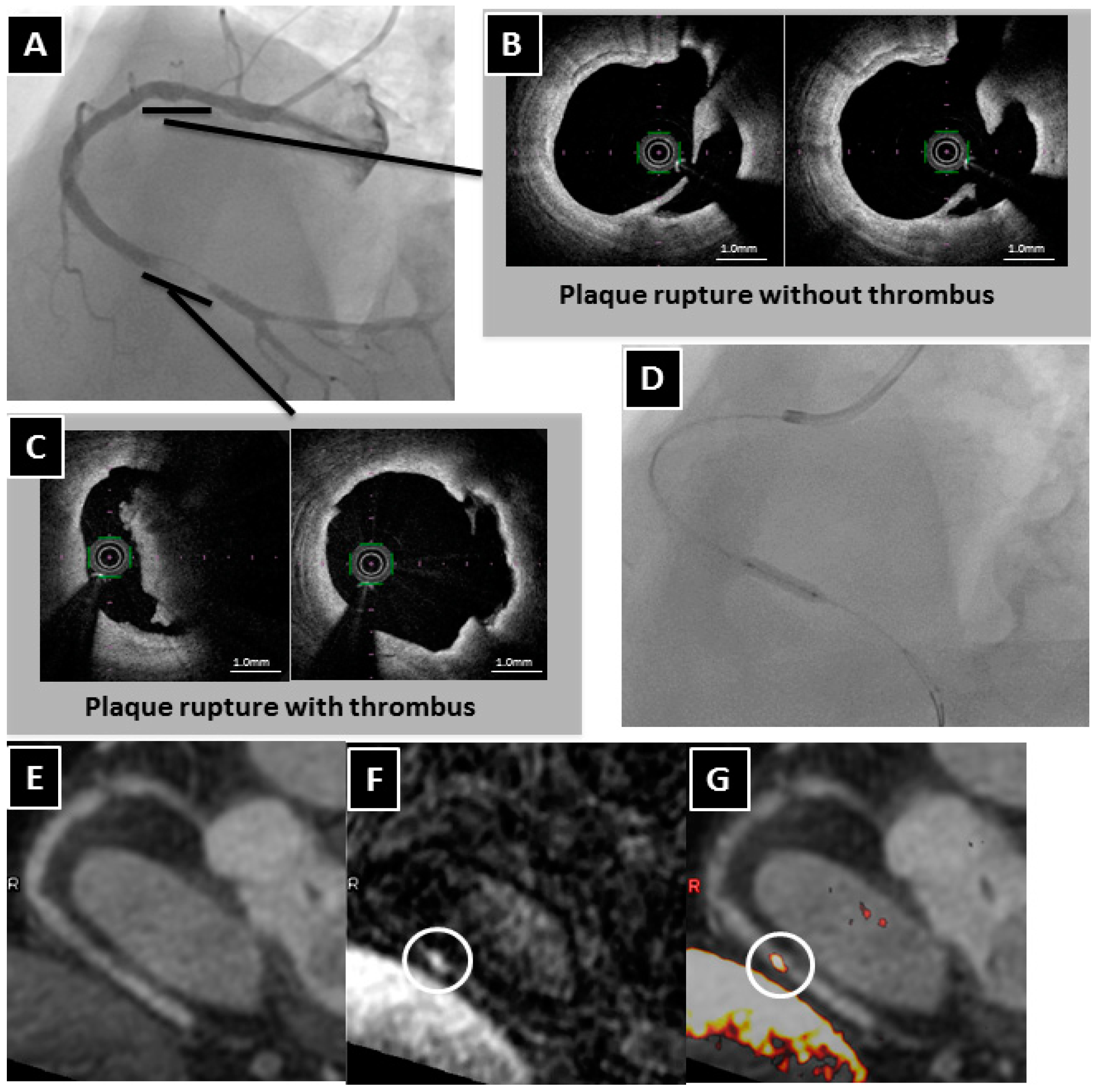 Ijms 17 01187 g001 1024