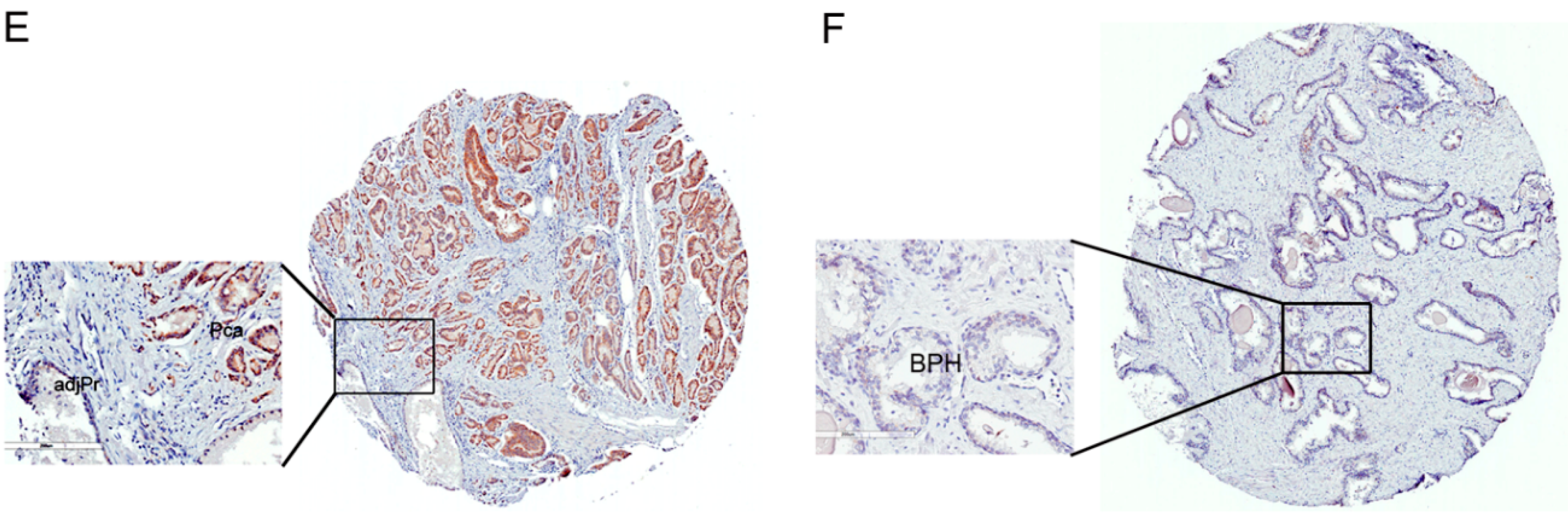 Ijms 17 01194 g001b 1024