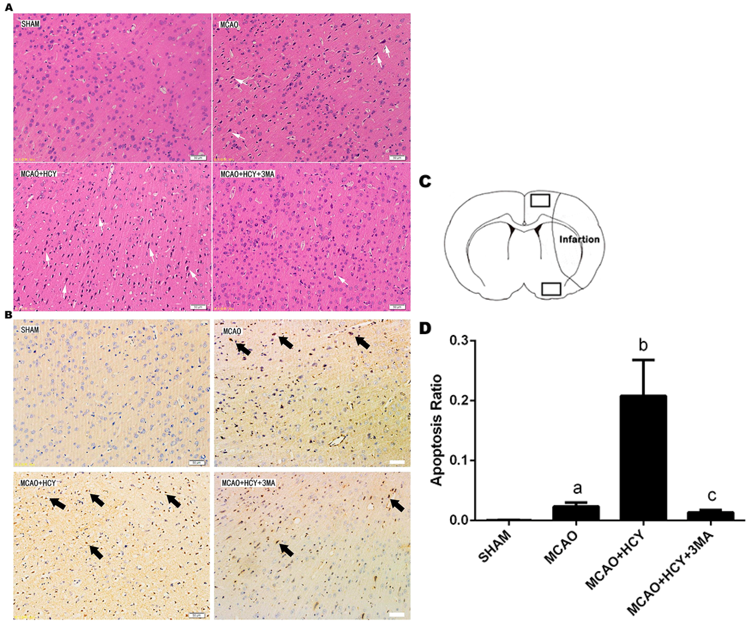 Ijms 17 01196 g001 1024