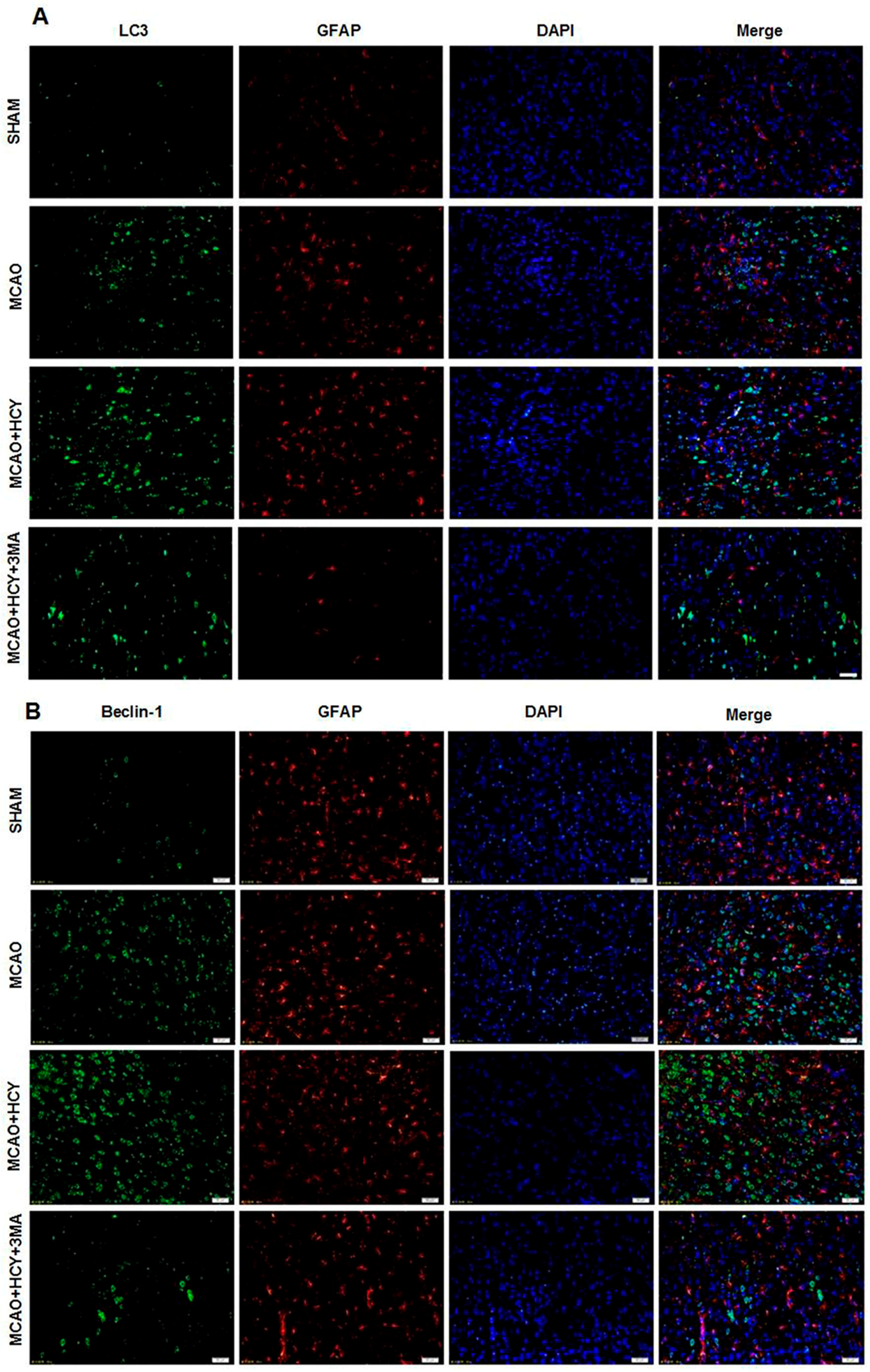 Ijms 17 01196 g004 1024