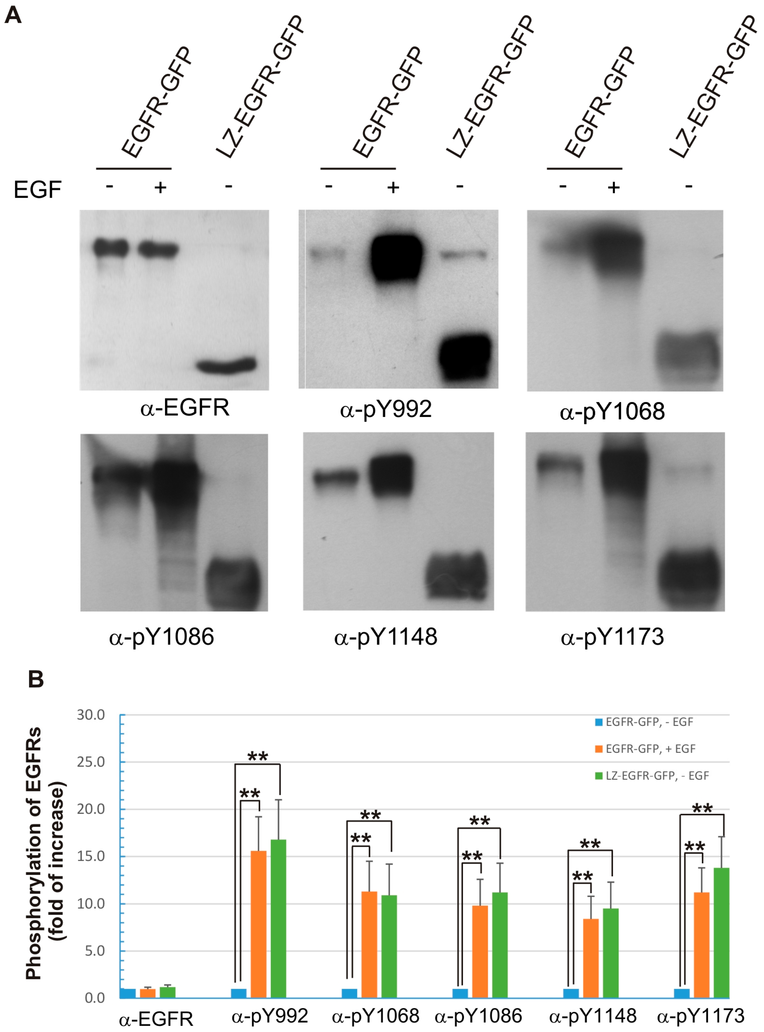Ijms 17 01200 g006 1024