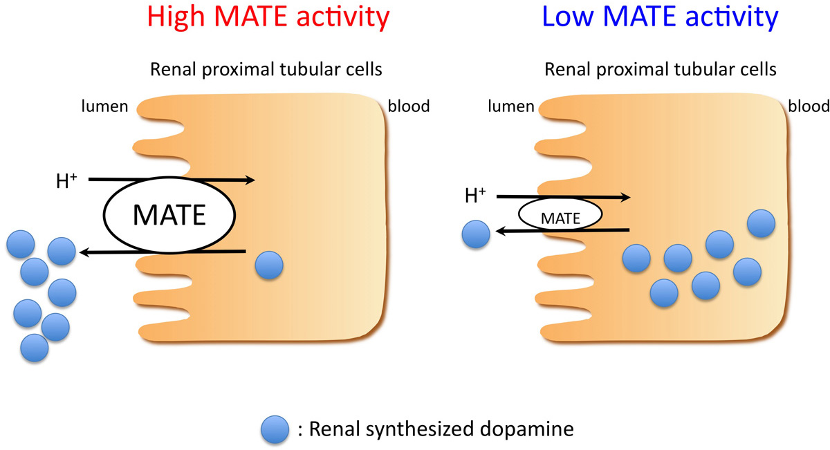 IJMS Free FullText Urinary Dopamine as a Potential Index of the