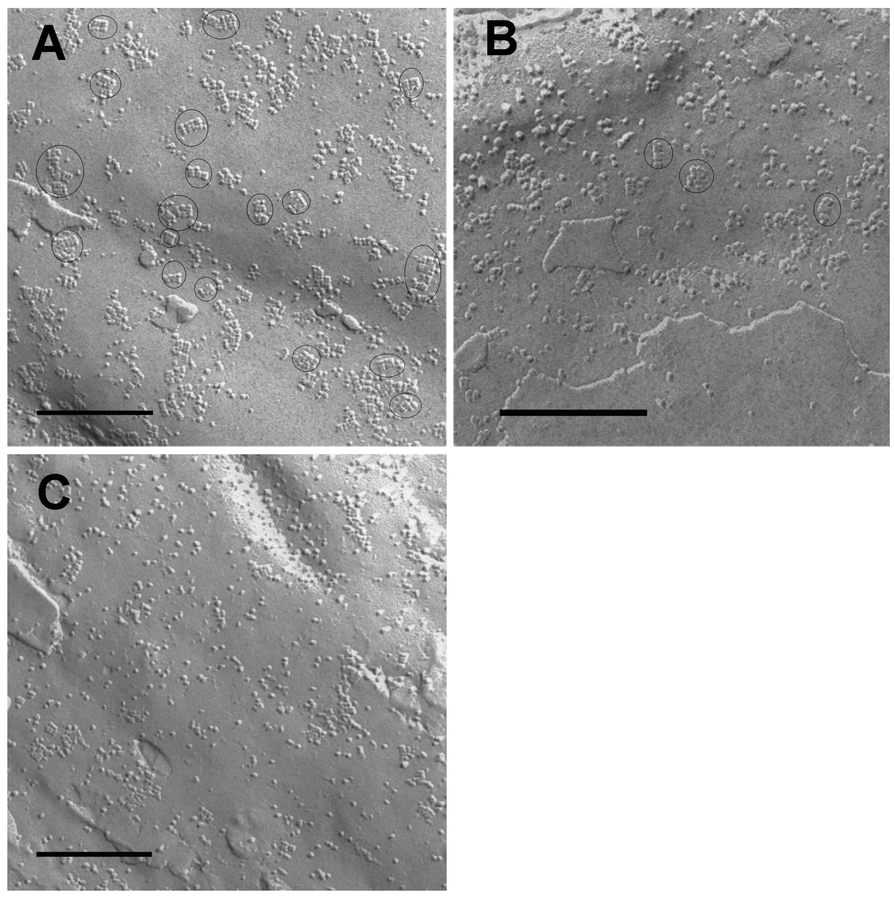 Ijms 17 01230 g001 1024