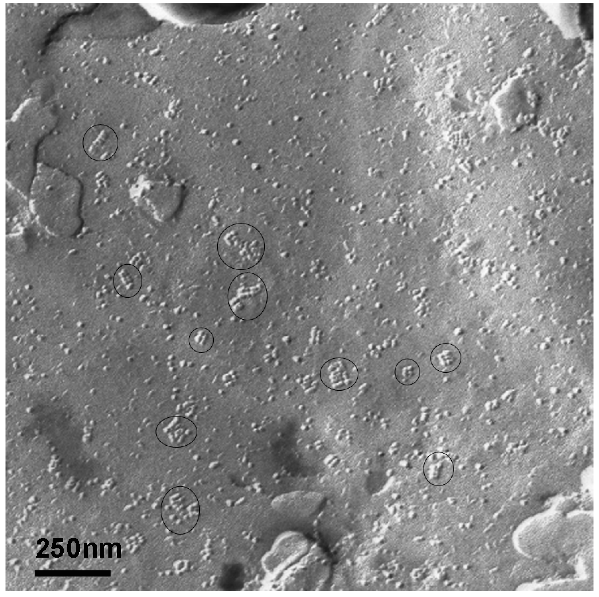 Ijms 17 01230 g006 1024