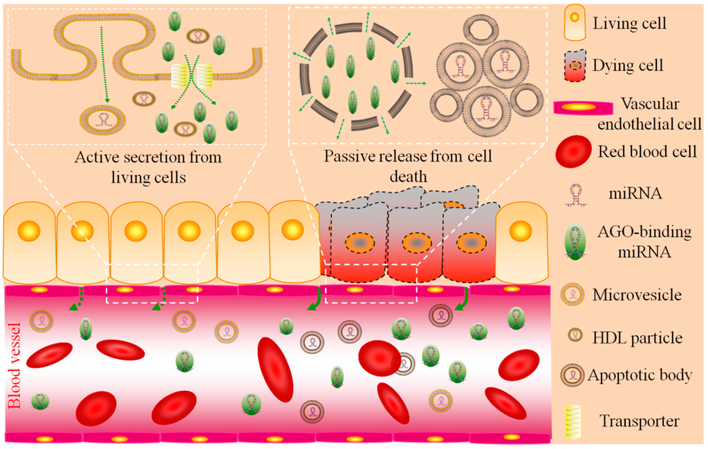 Circulating Organ-Specific MicroRNAs Serve as Biomarkers in Circulating Organ-Specific MicroRNAs Serve as Biomarkers in