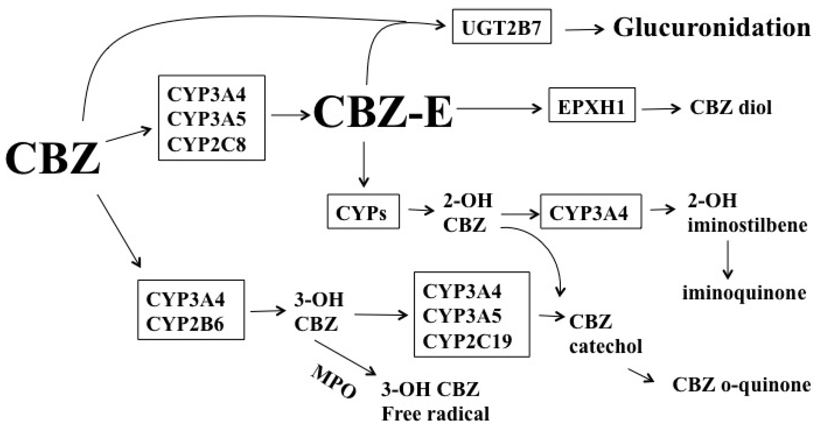 Ijms Free Full Text The Impact Of Anti Epileptic Drugs On