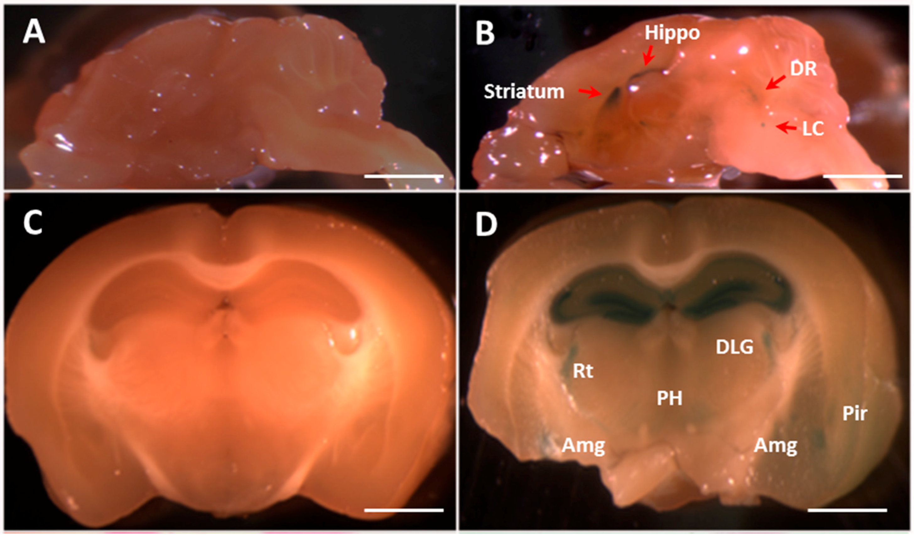 Ijms 17 01271 g002a 1024