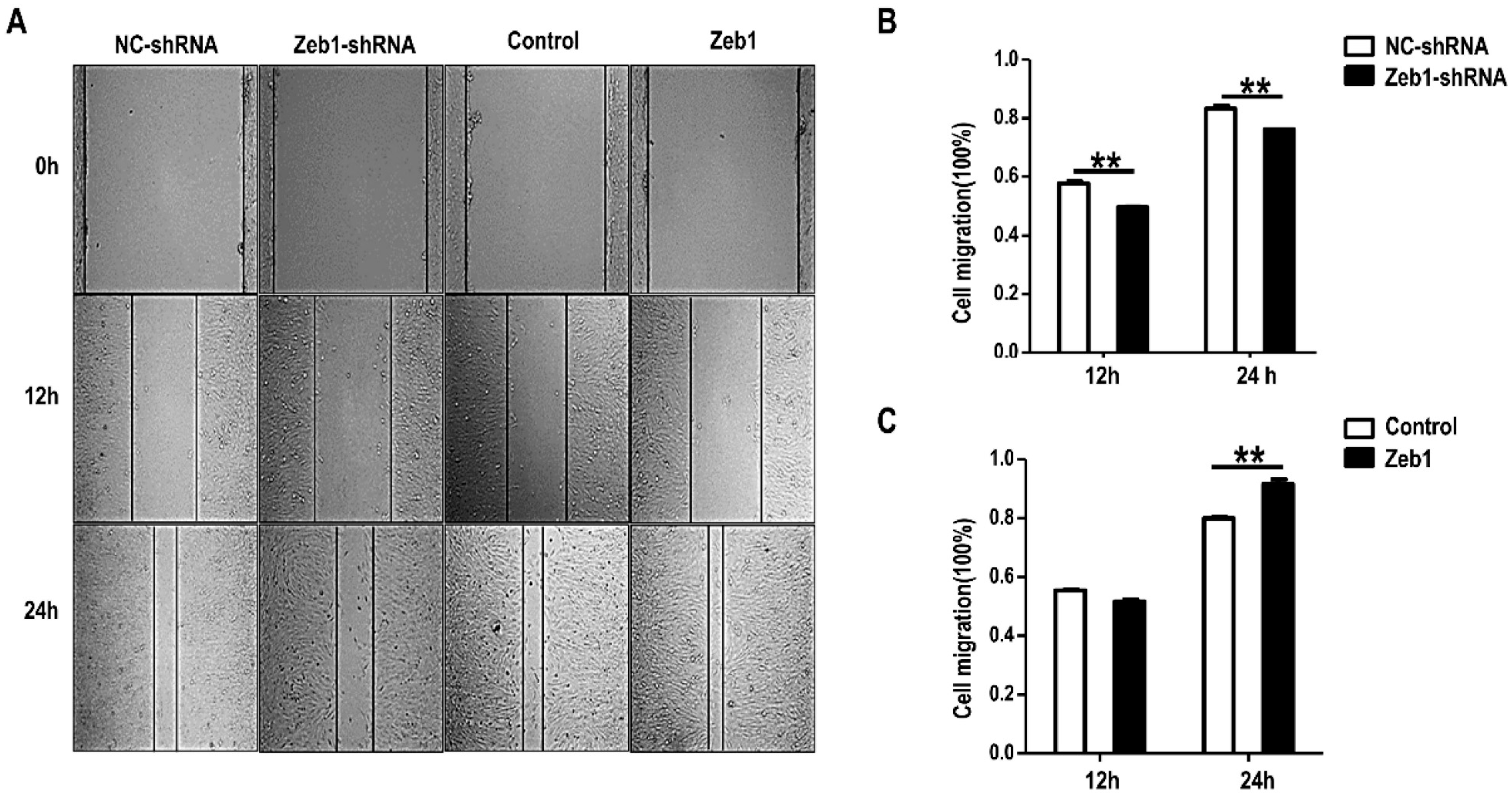 Ijms 17 01283 g004 1024