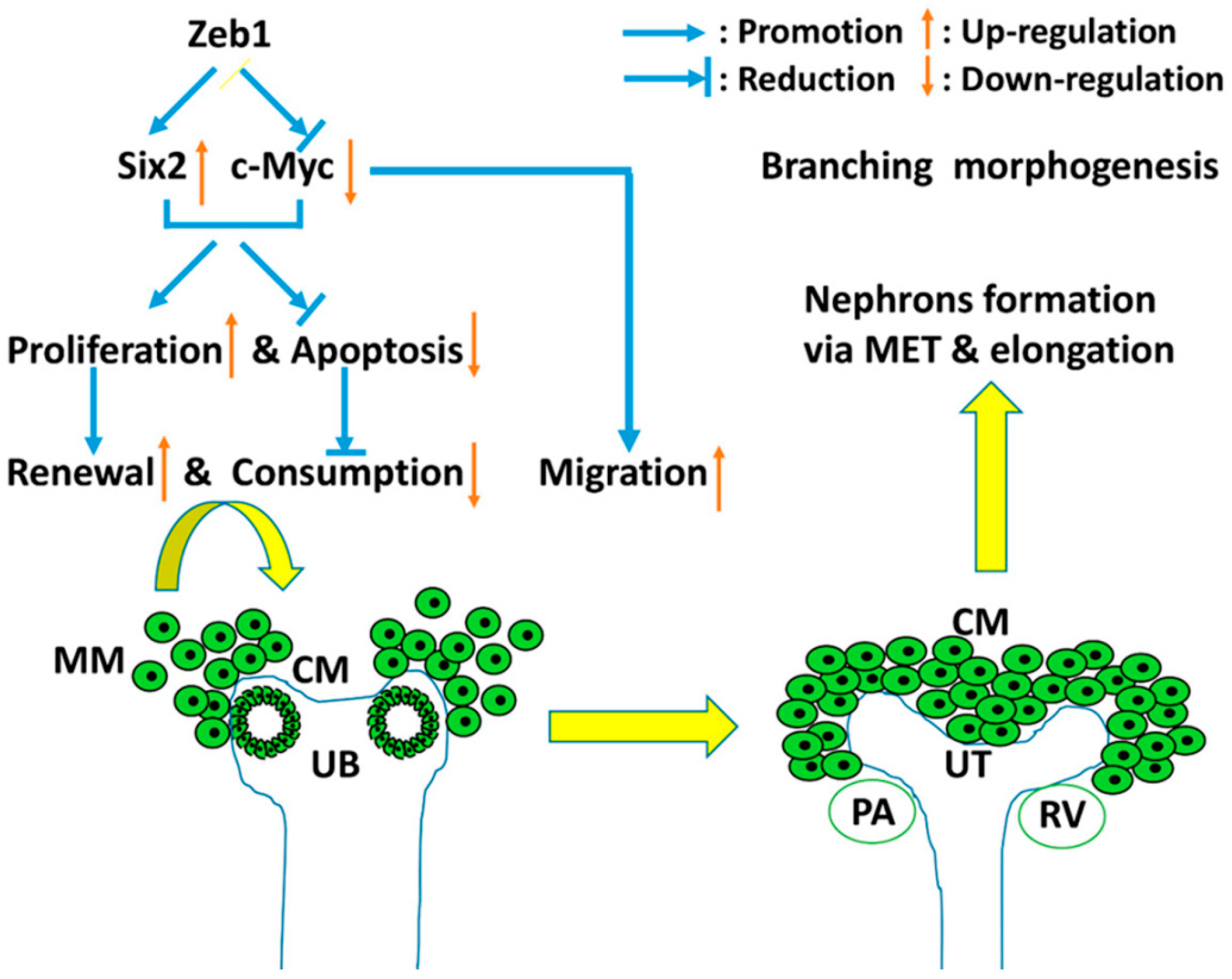Ijms 17 01283 g010 1024