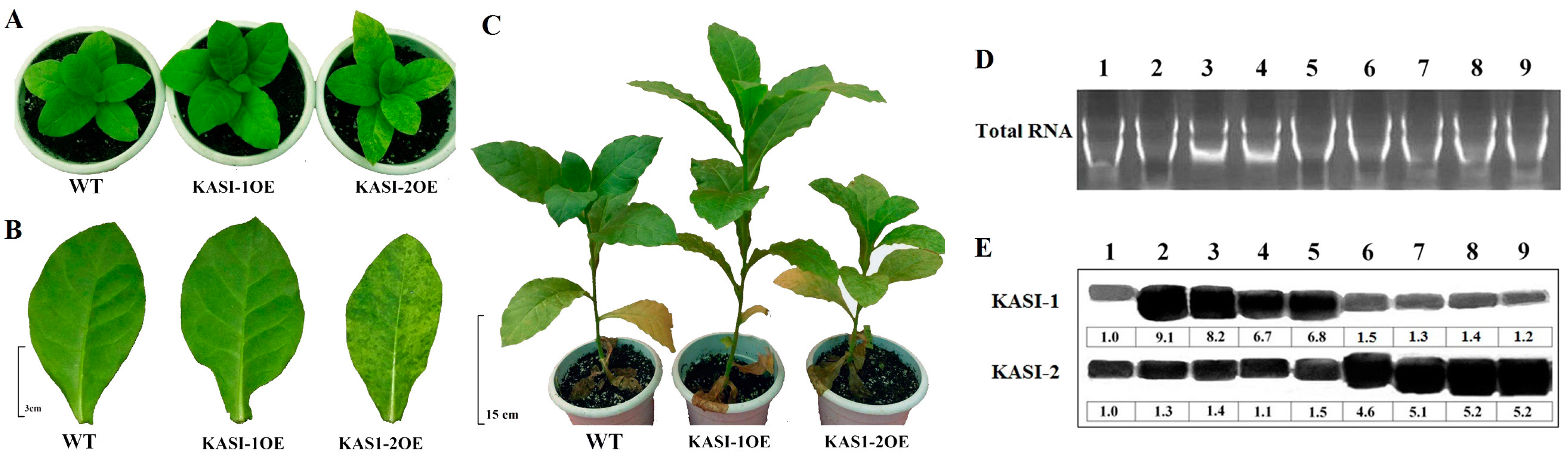Ijms 17 01287 g004 1024