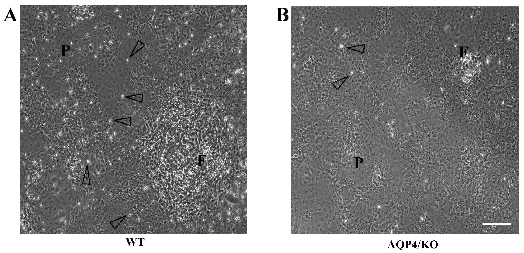 Ijms 17 01306 g001