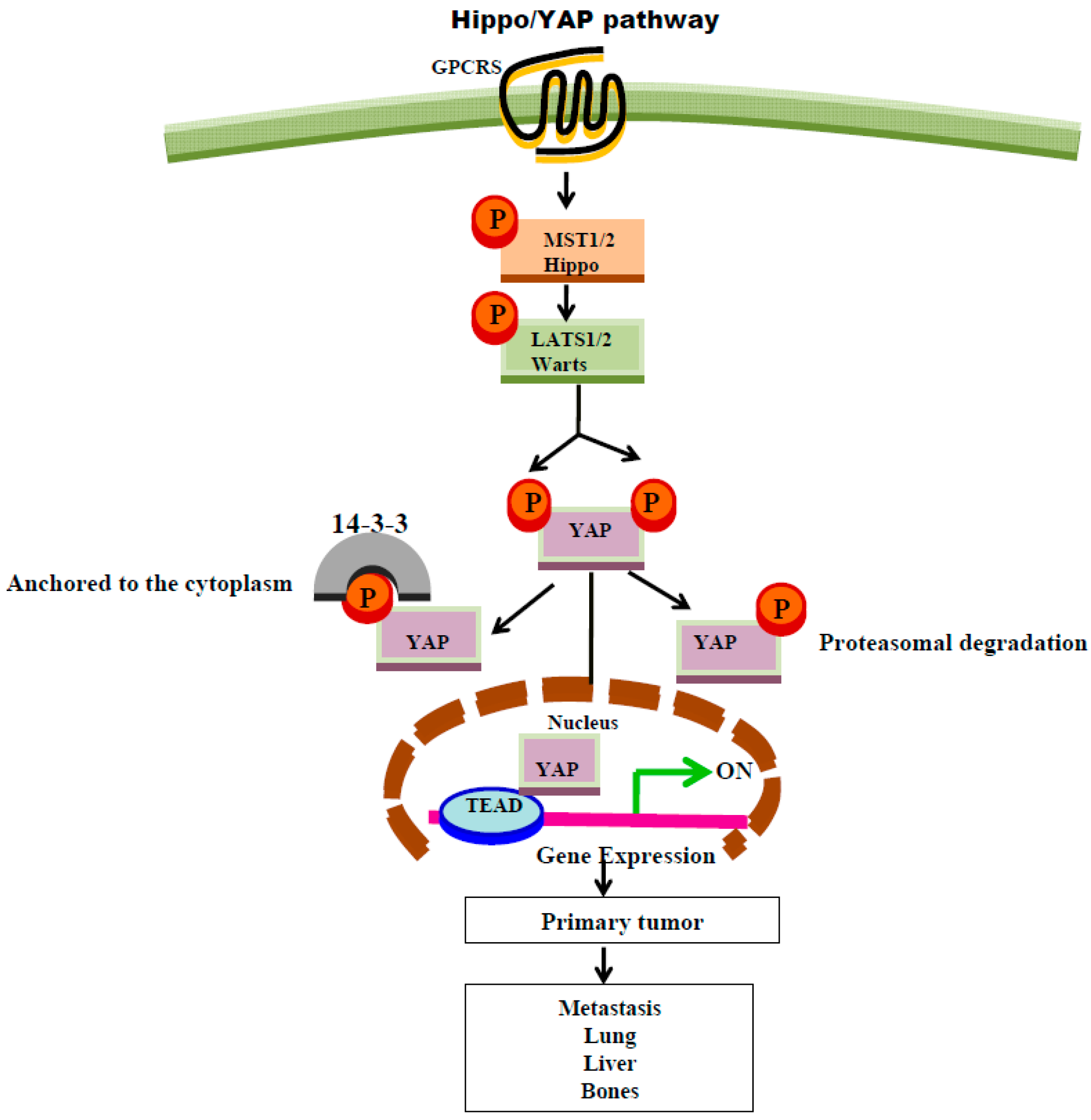 Ijms 17 01320 sch002 1024