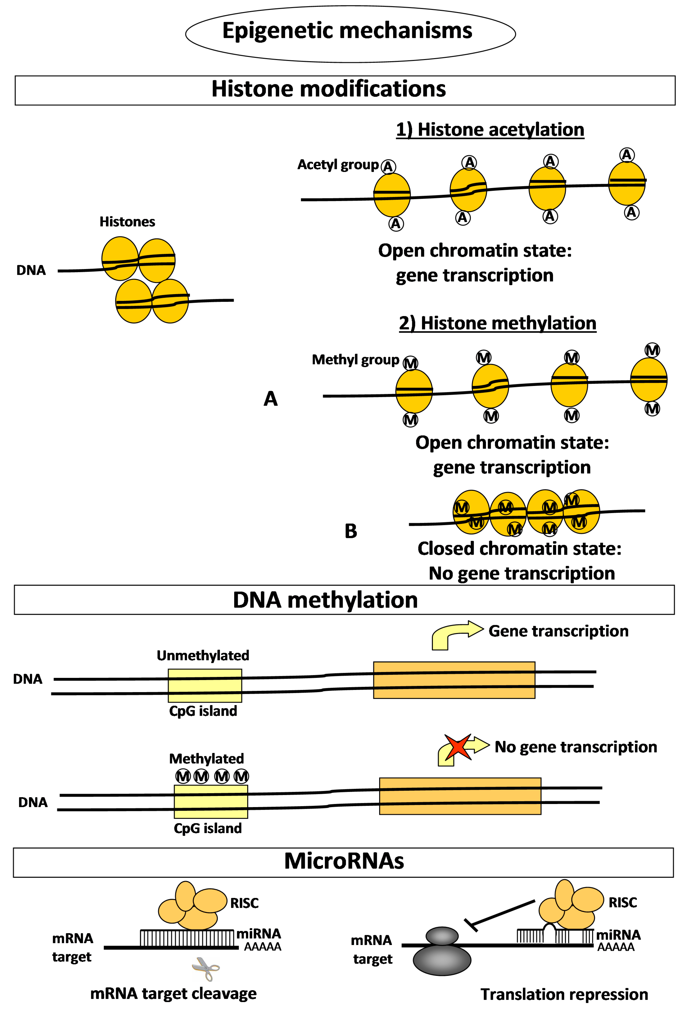 Ijms 17 01329 g001 1024