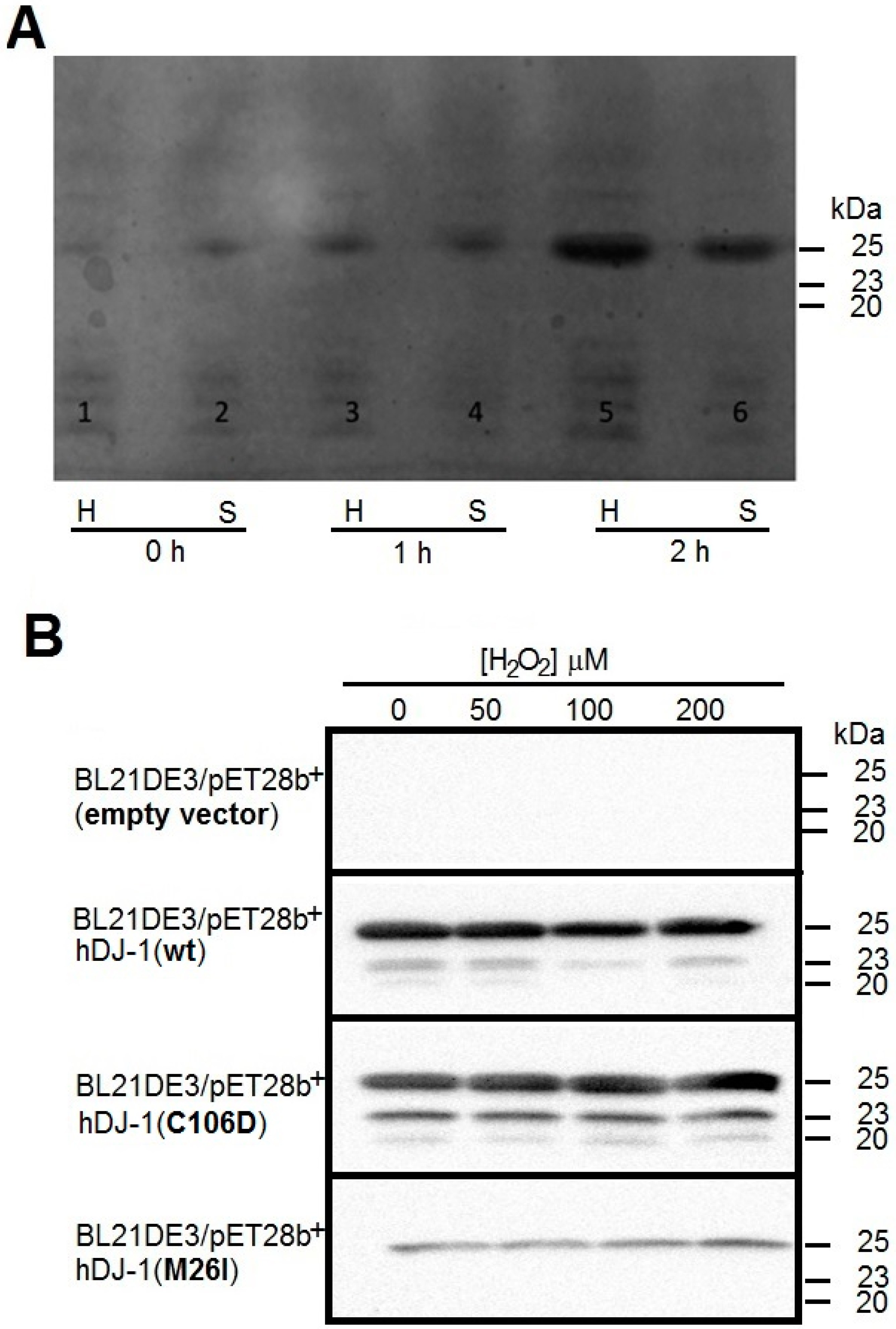 Ijms 17 01346 g001