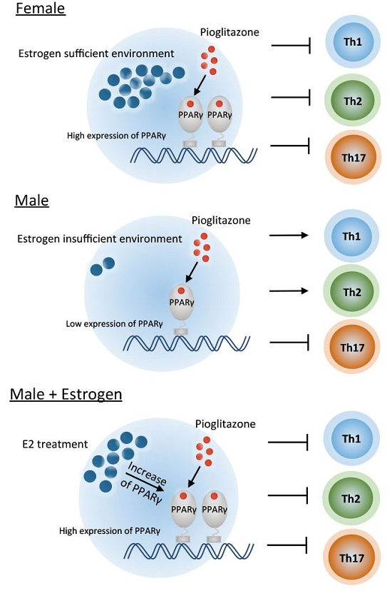 Ijms Free Full Text Sex Based Selectivity Of Pparγ Regulation In